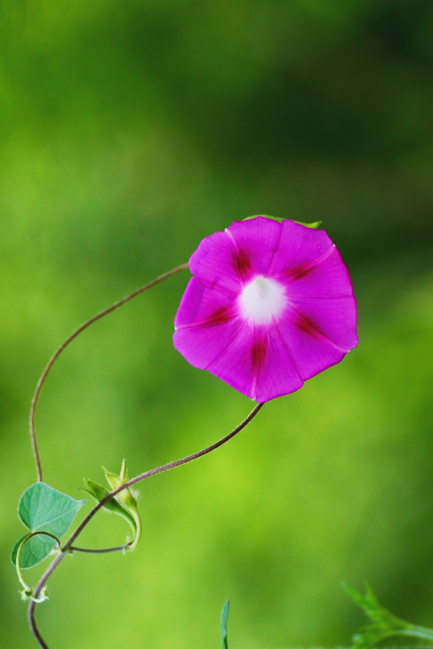 牵牛花的样子图案图片