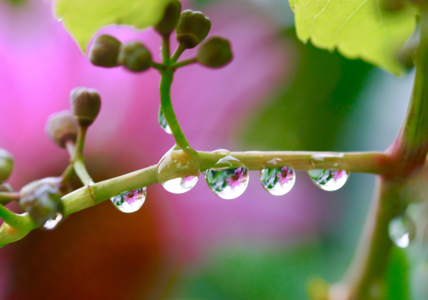 雨后露珠花草图片