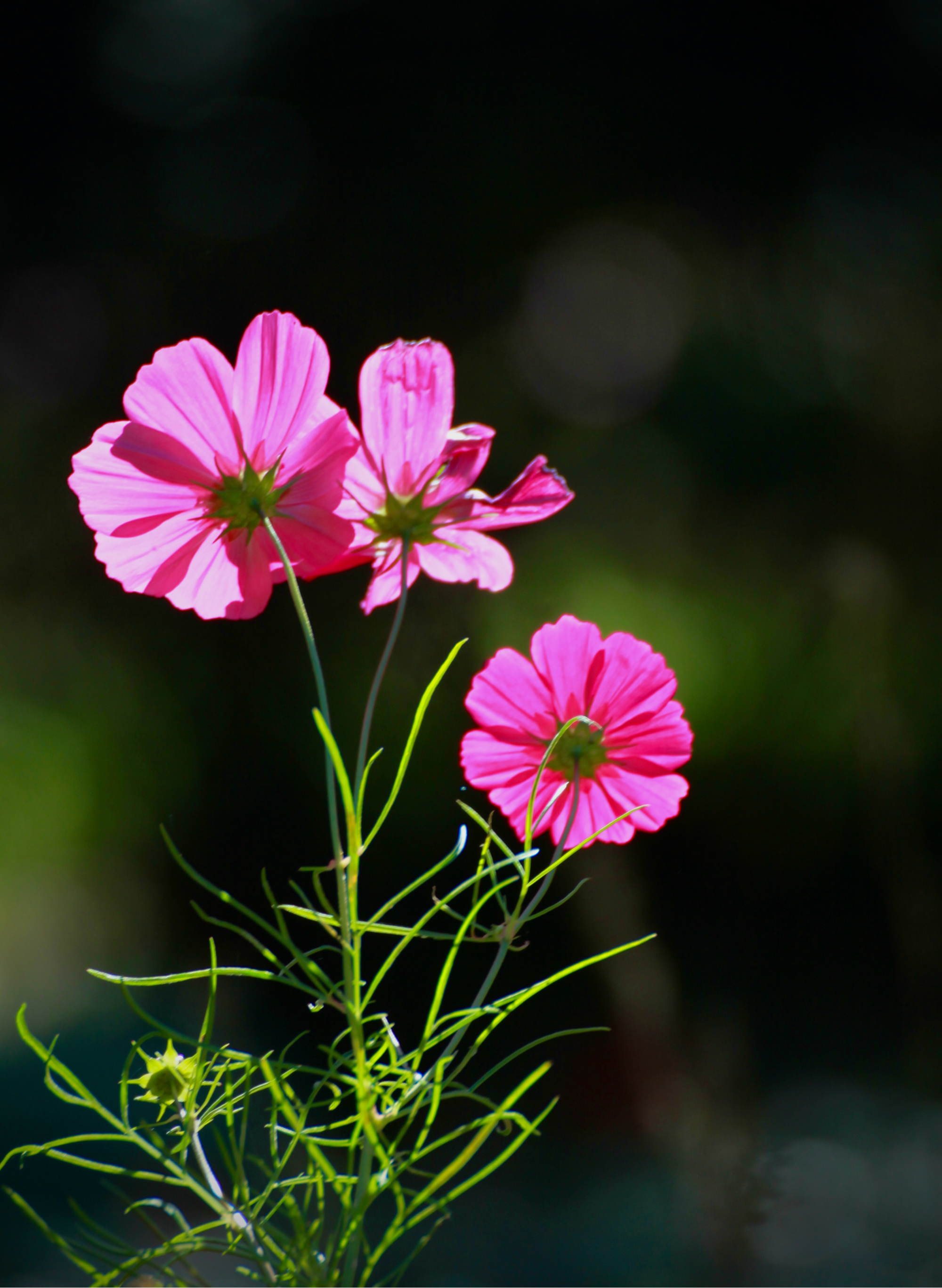 波斯菊