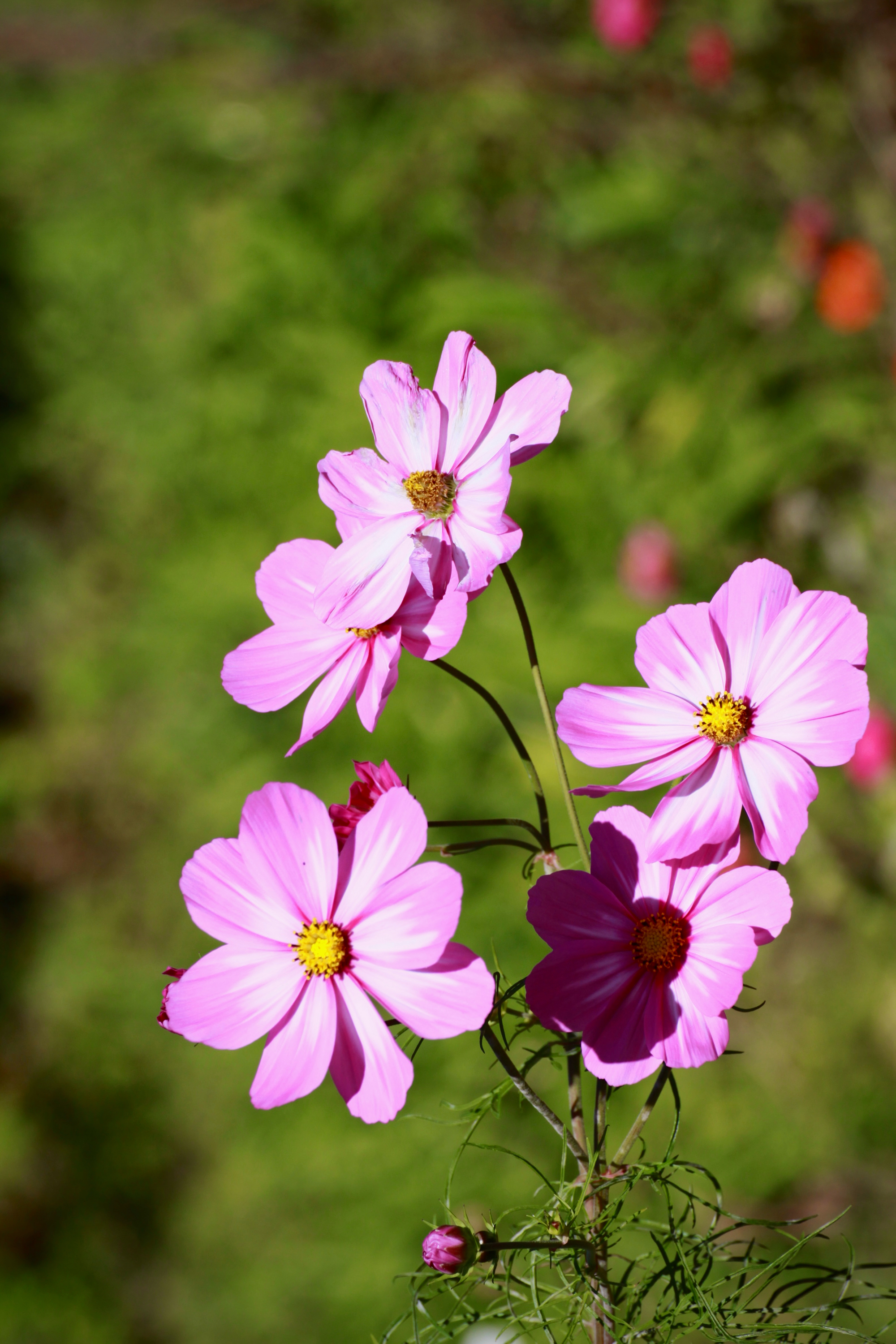 波斯菊