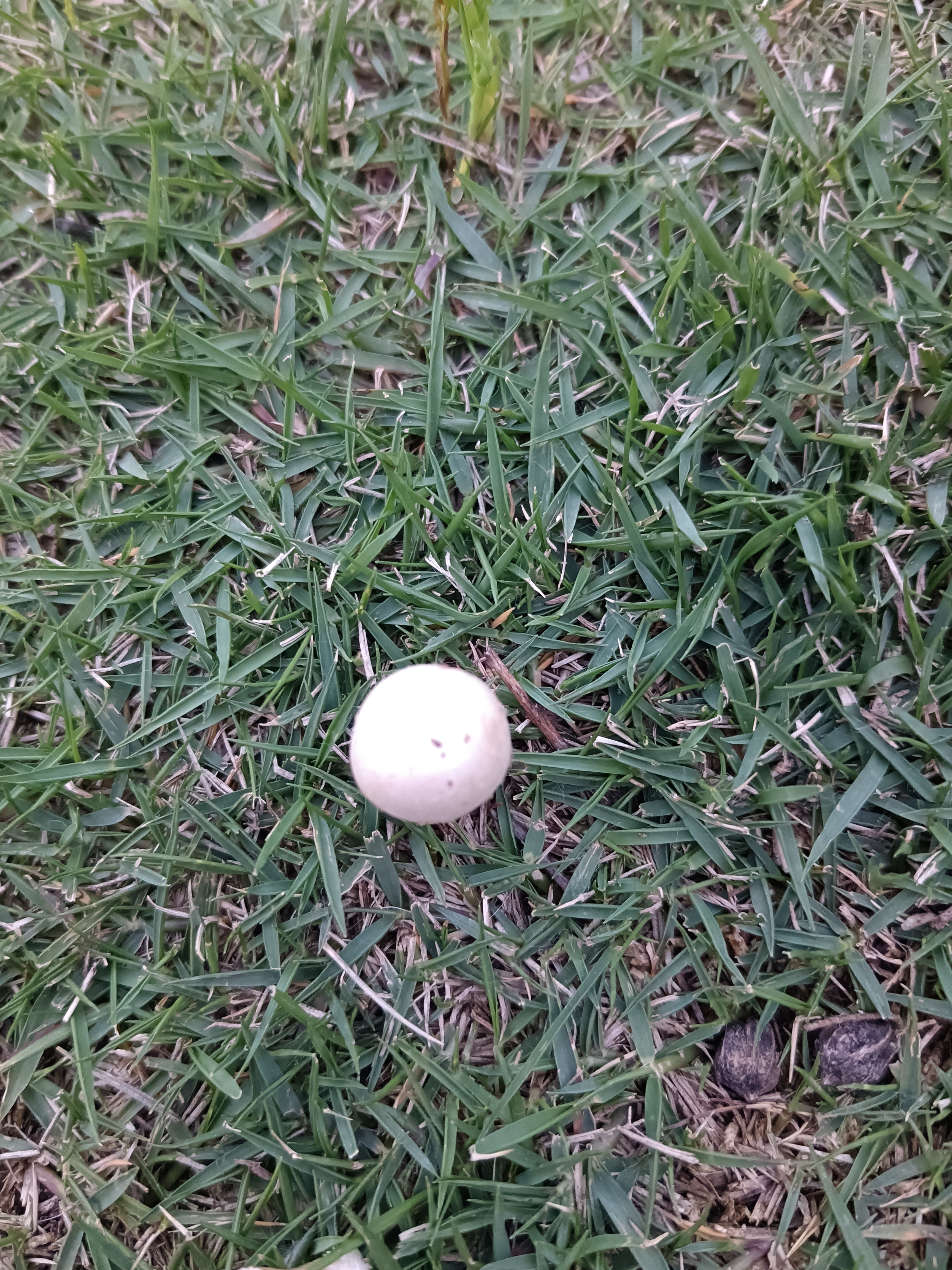 雨后草坪上冒出的菇图片