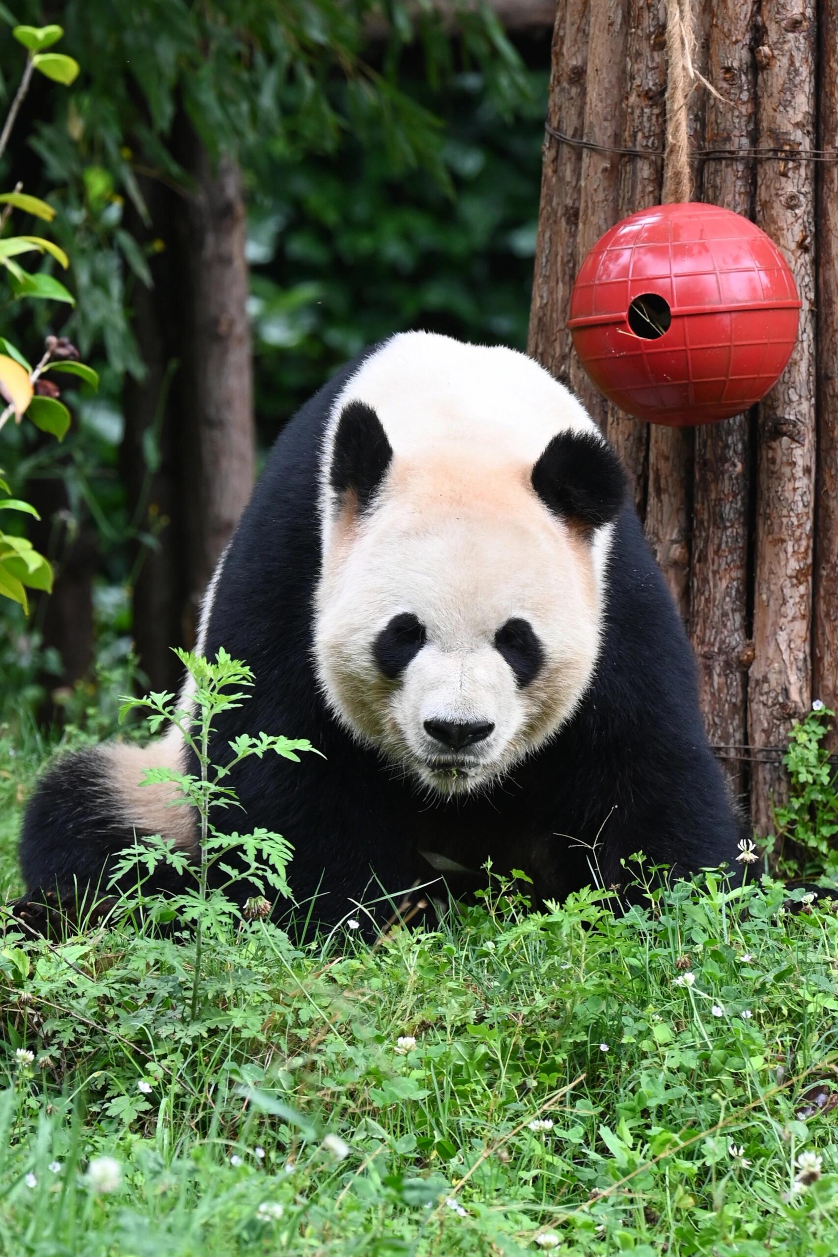 奶牛猫鱼能长多大图片