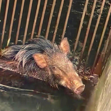 看到一头猪被卡在了栅栏里,进退不得.它拼命挣扎,却无济于事.