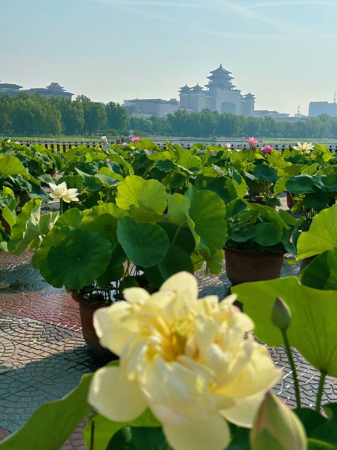 今天北京37度,趁着早上温度不高,赶紧赶到莲花池公园赏荷花,拍了几张