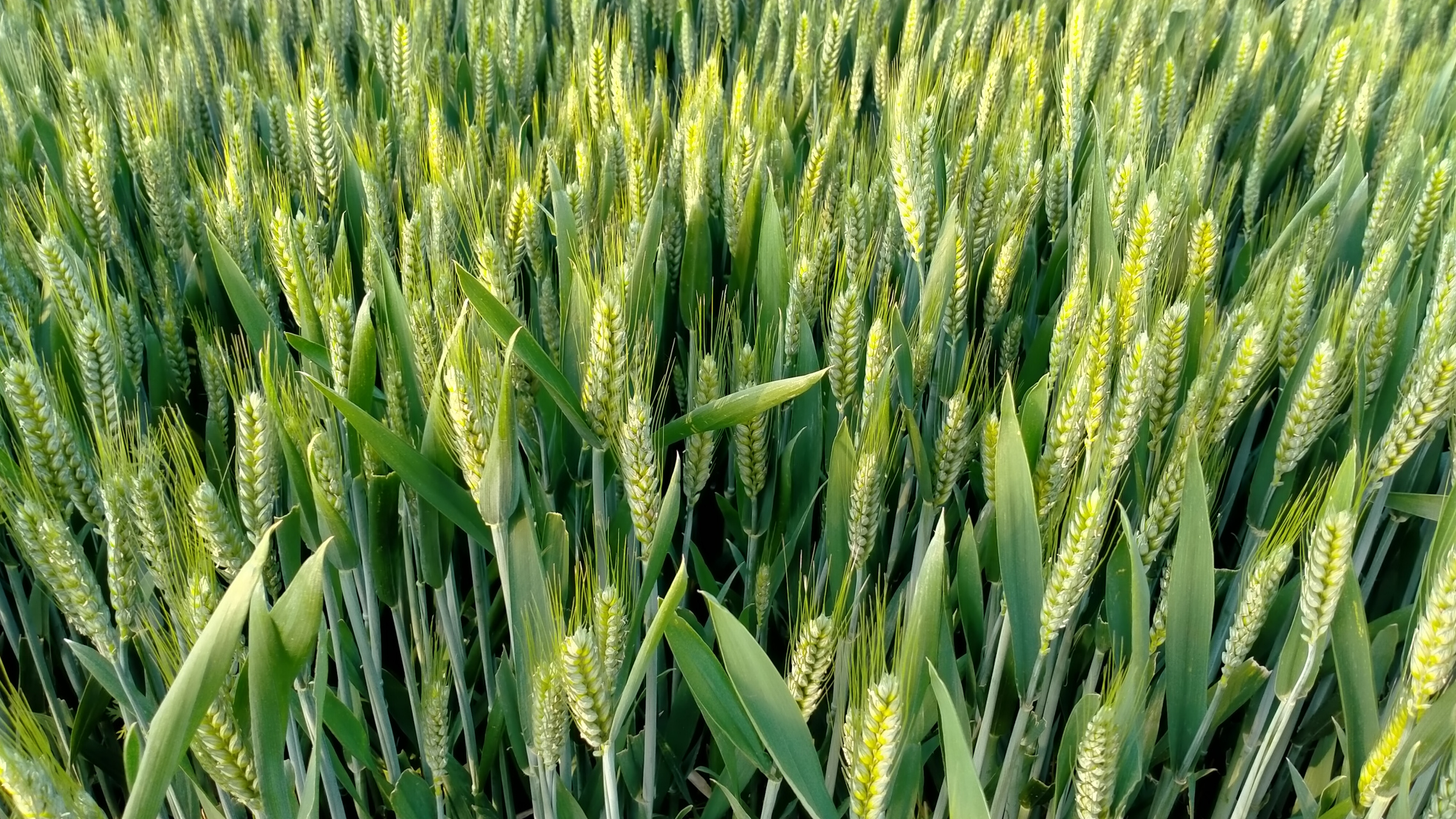 三农# 小麦养花期,放眼望去,到处都是绿油油的!