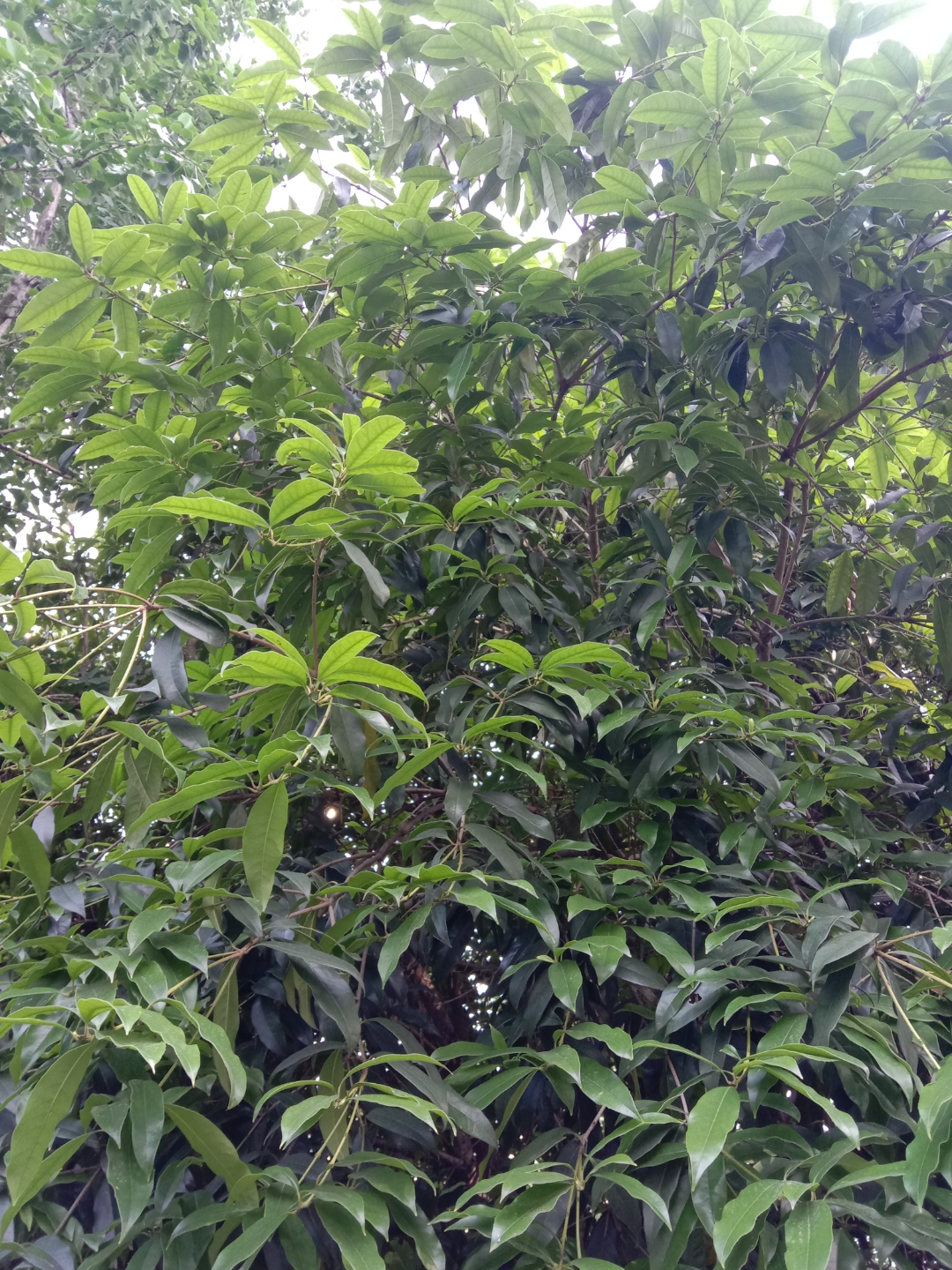 我去商业公司,没有找到我想要的商品,后来在一个小