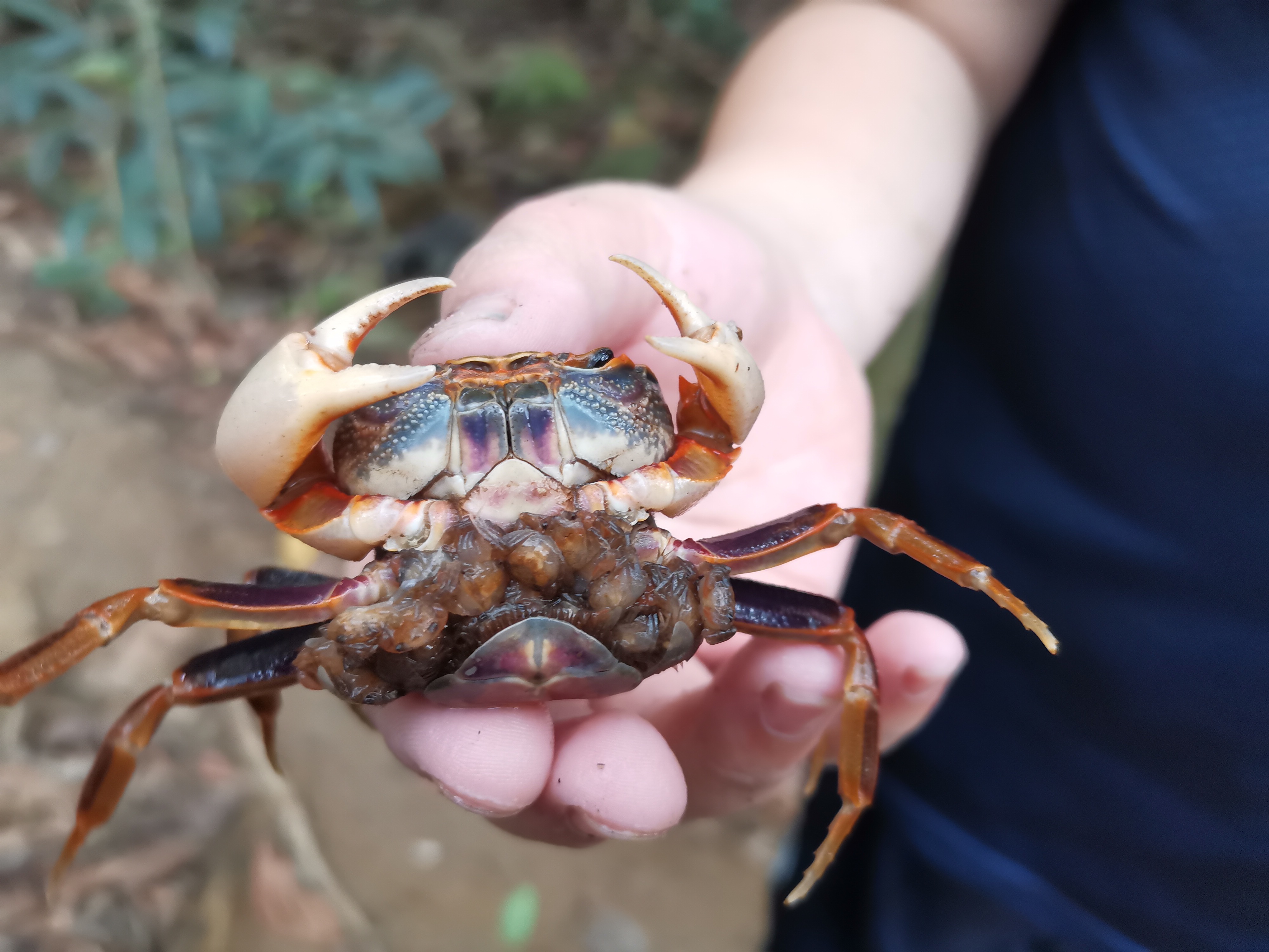 第一次见到,山里的螃蟹02,一胎生这么多,还全部跟随在母螃蟹身上.