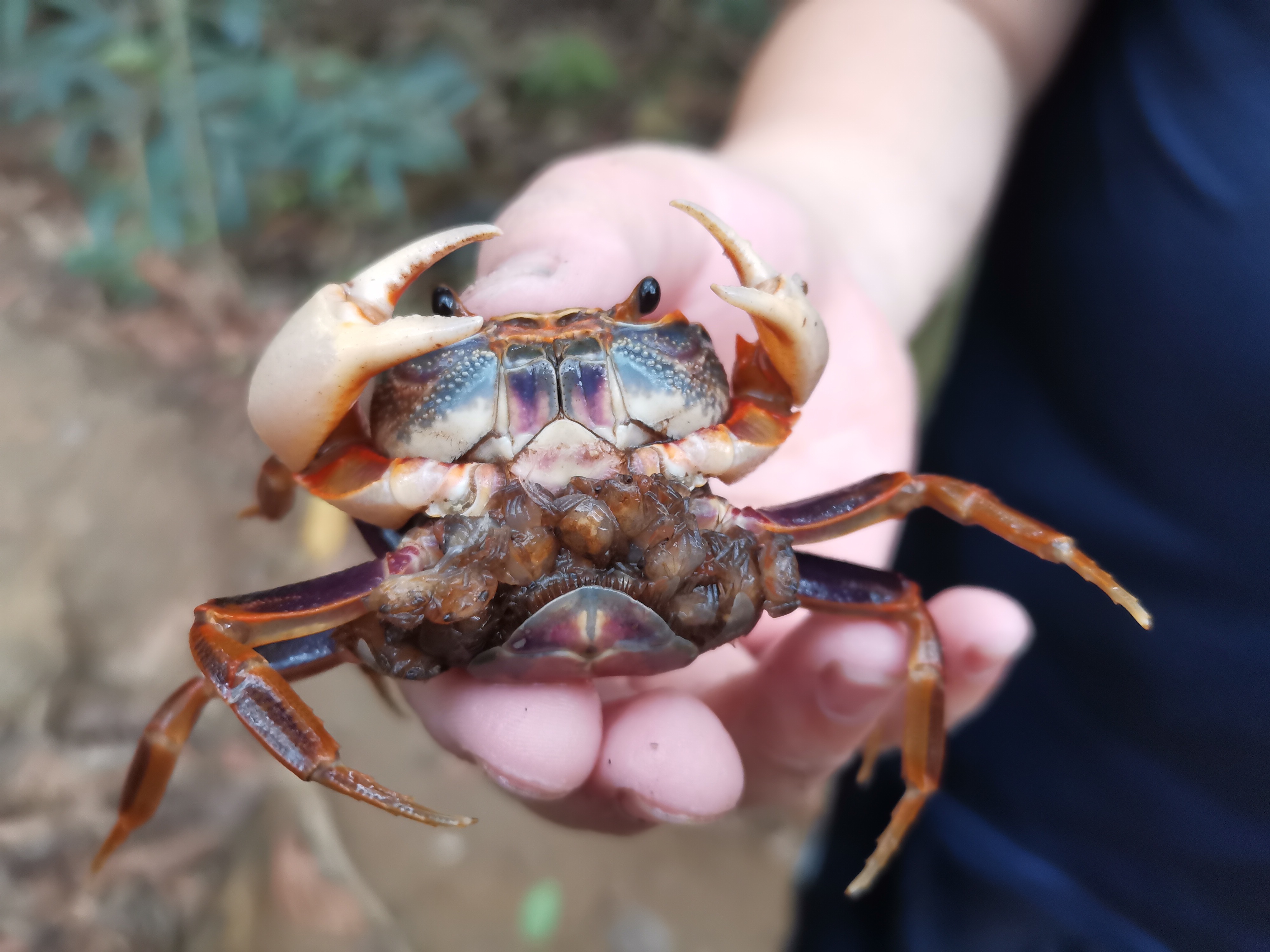 第一次见到,山里的螃蟹02,一胎生这么多,还全部跟随在母螃蟹身上.