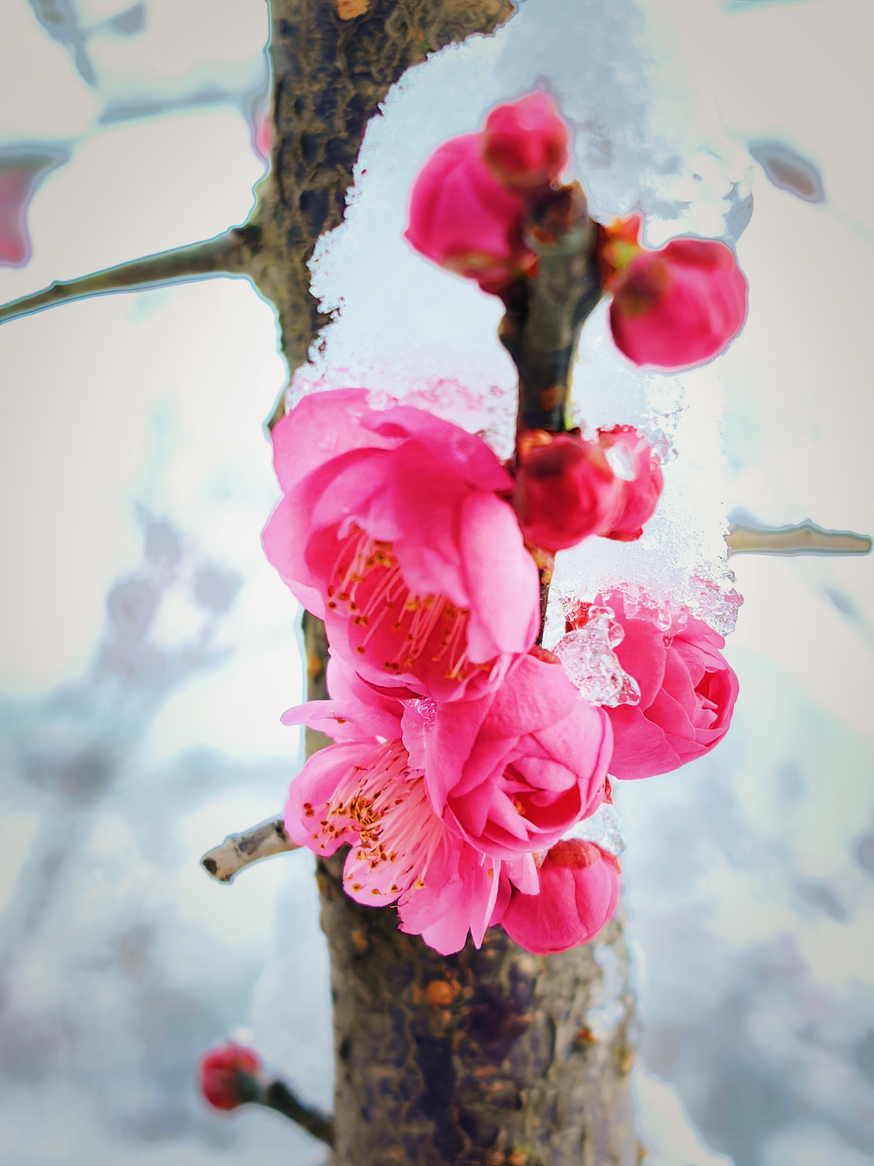 最美雪景梅花图片图片