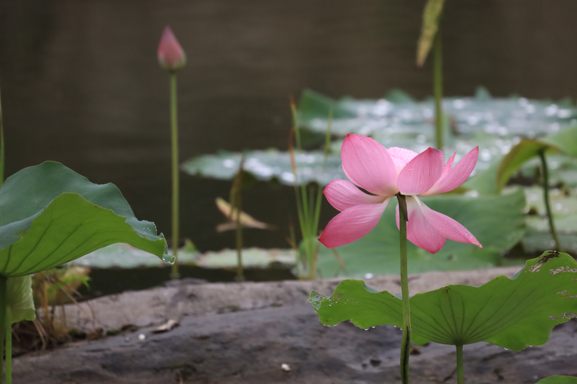 在风雨中格外美丽的一朵荷花 作者/毛桃 02 风雨中, 这朵盛开的荷花