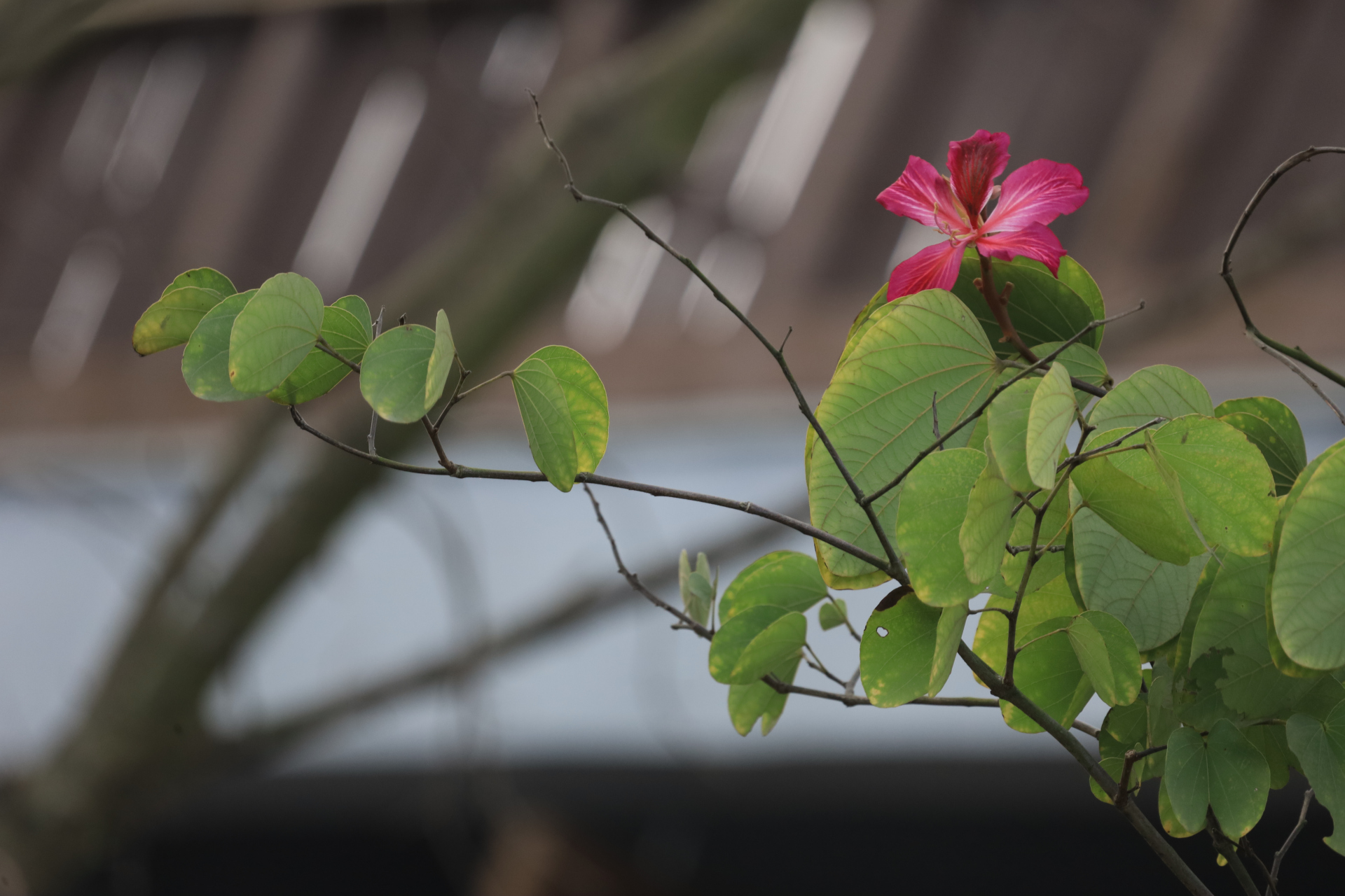 靠谱的本质就是一种实事求是 作者/毛桃 02 一