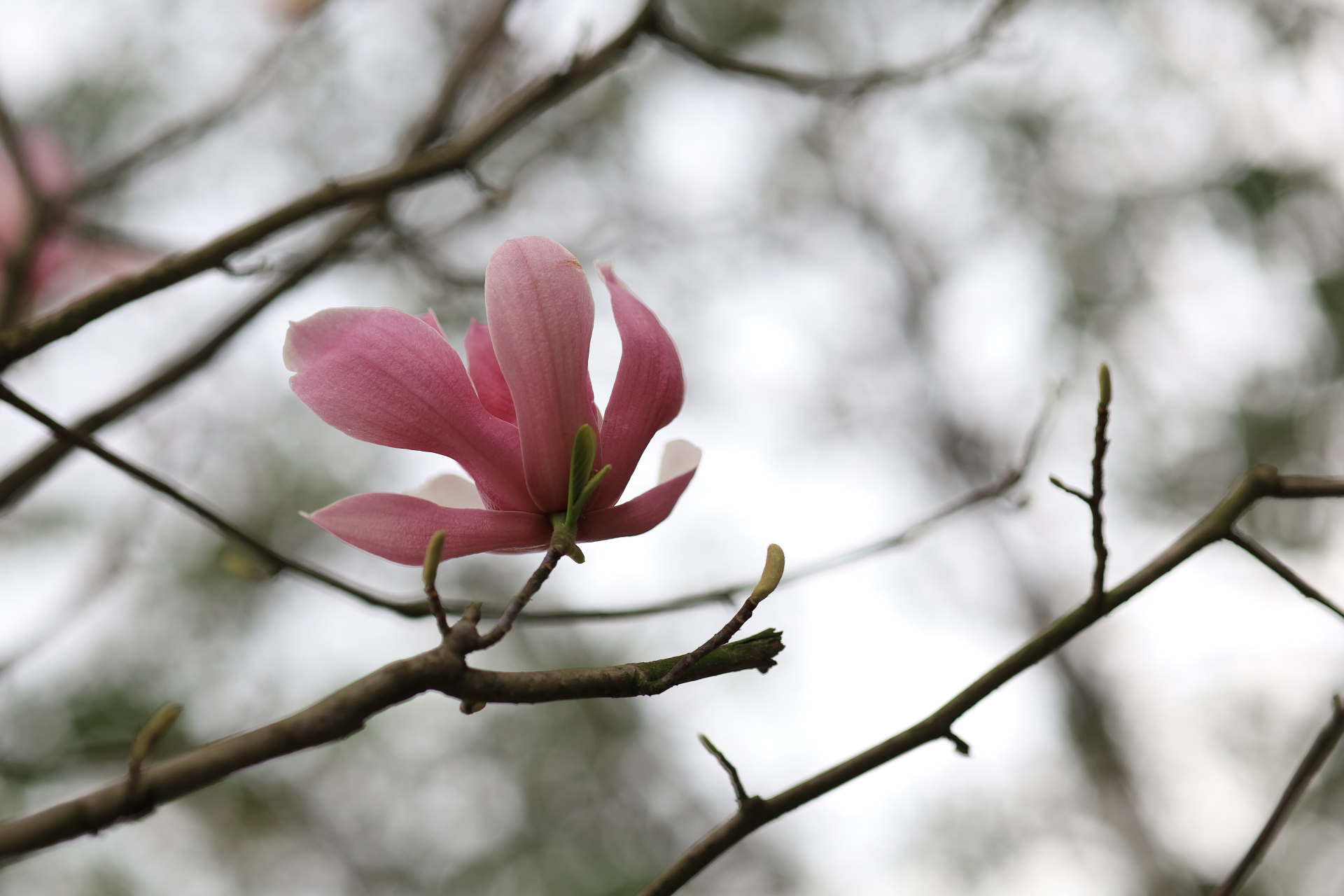 观处于开花末期的辛夷 作者/毛桃 02 一 此前,我一直误以为 别名为