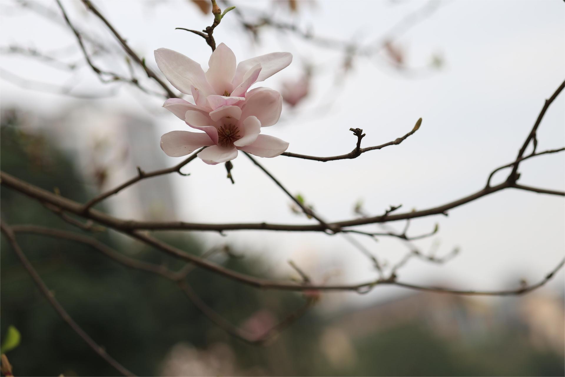 观处于开花末期的辛夷 作者/毛桃 02 一 此前,我一直误以为 别名为