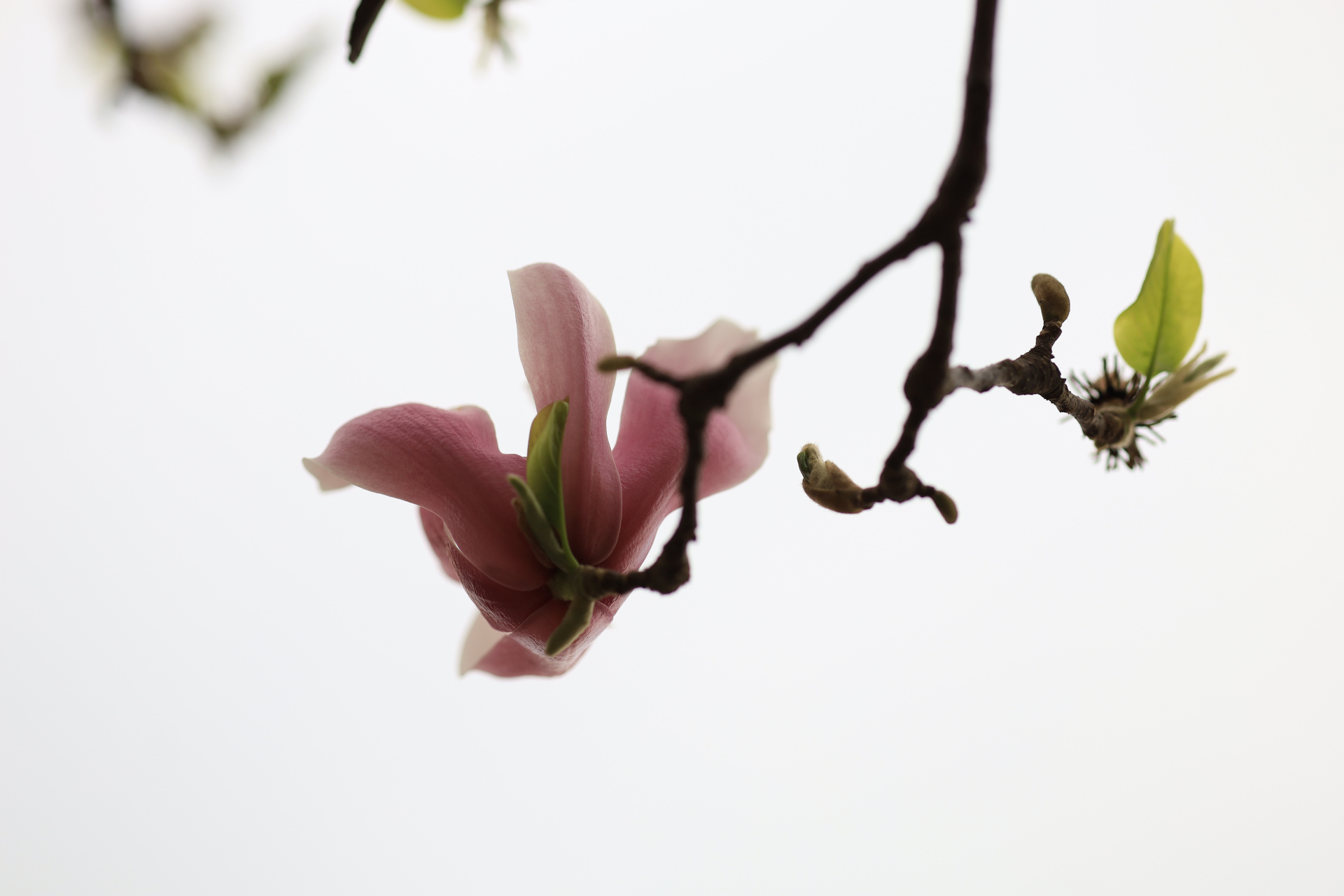 观处于开花末期的辛夷 作者/毛桃 02 一 此前,我一直误以为 别名为
