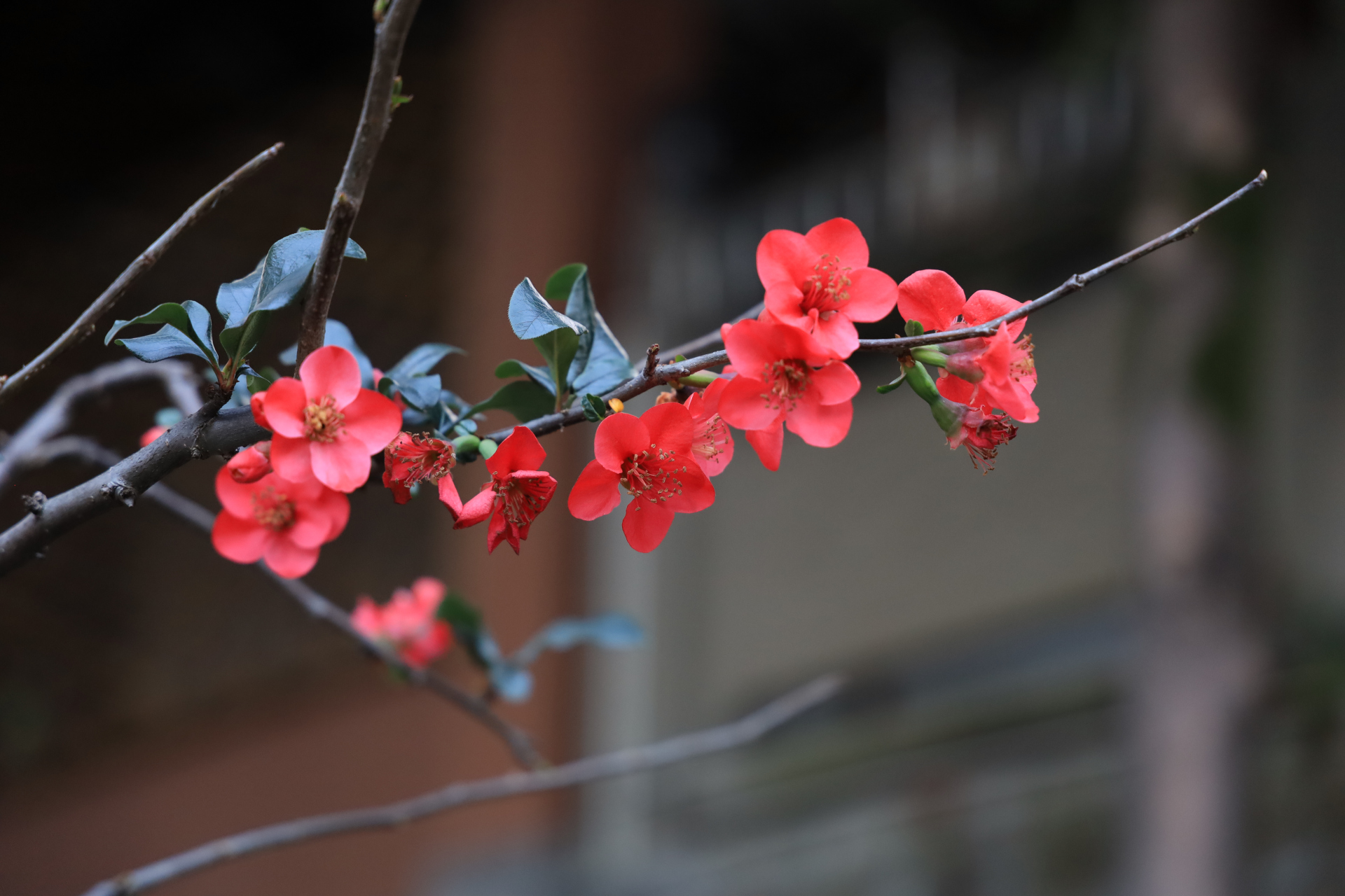 称心如意是年味 作者/毛桃 02 一 初八, 是春节假期的 最后一天.