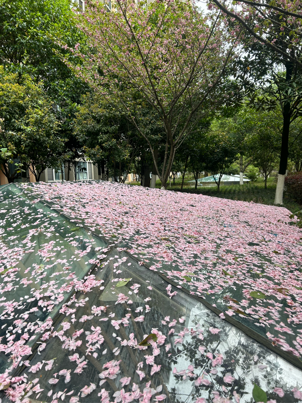 花瓣飘落意境图片