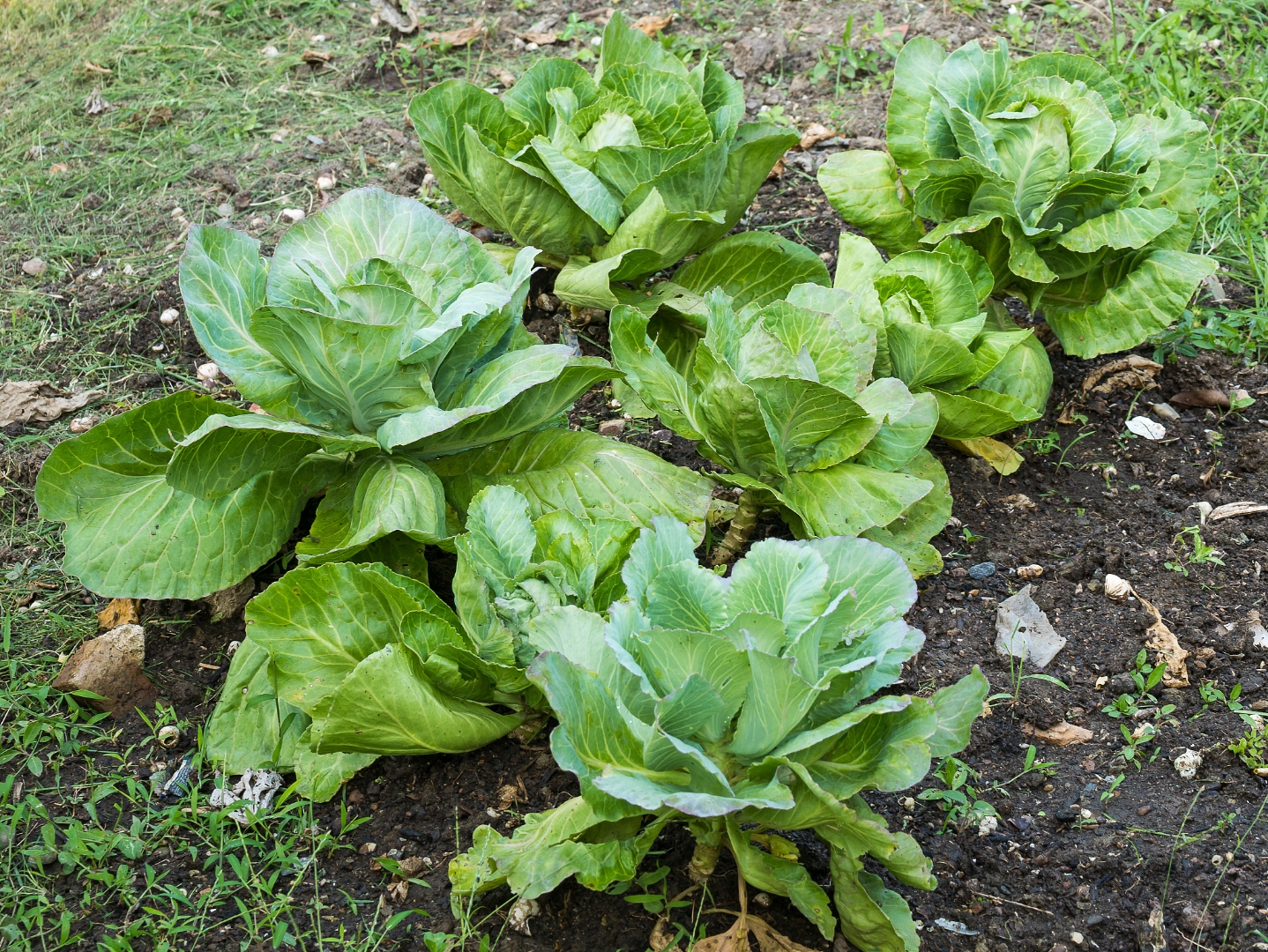 卷心菜,卷心菜,卷心菜,卷心菜,卷心菜,高丽菜等,是一种在中国广泛种植