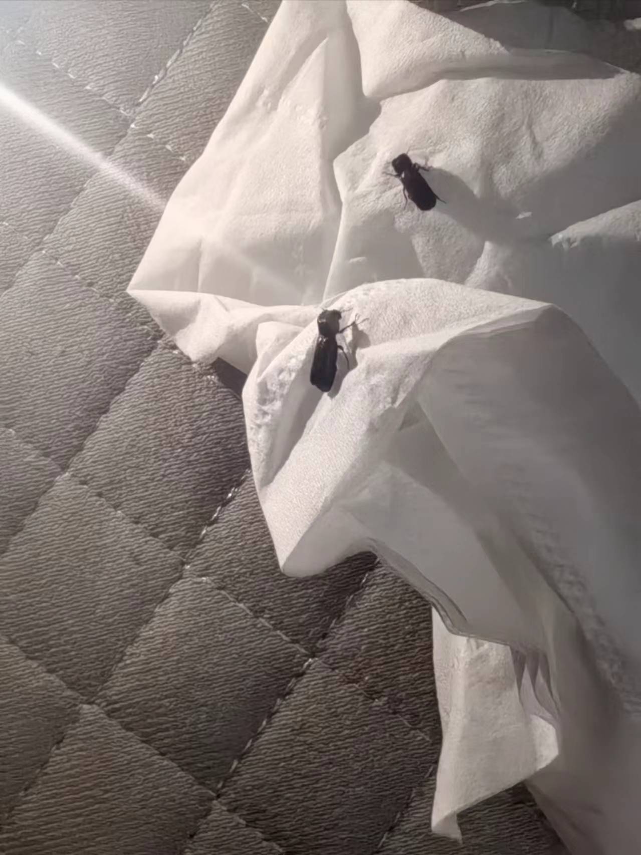 沙发里面有虫子,把沙发咬出洞洞