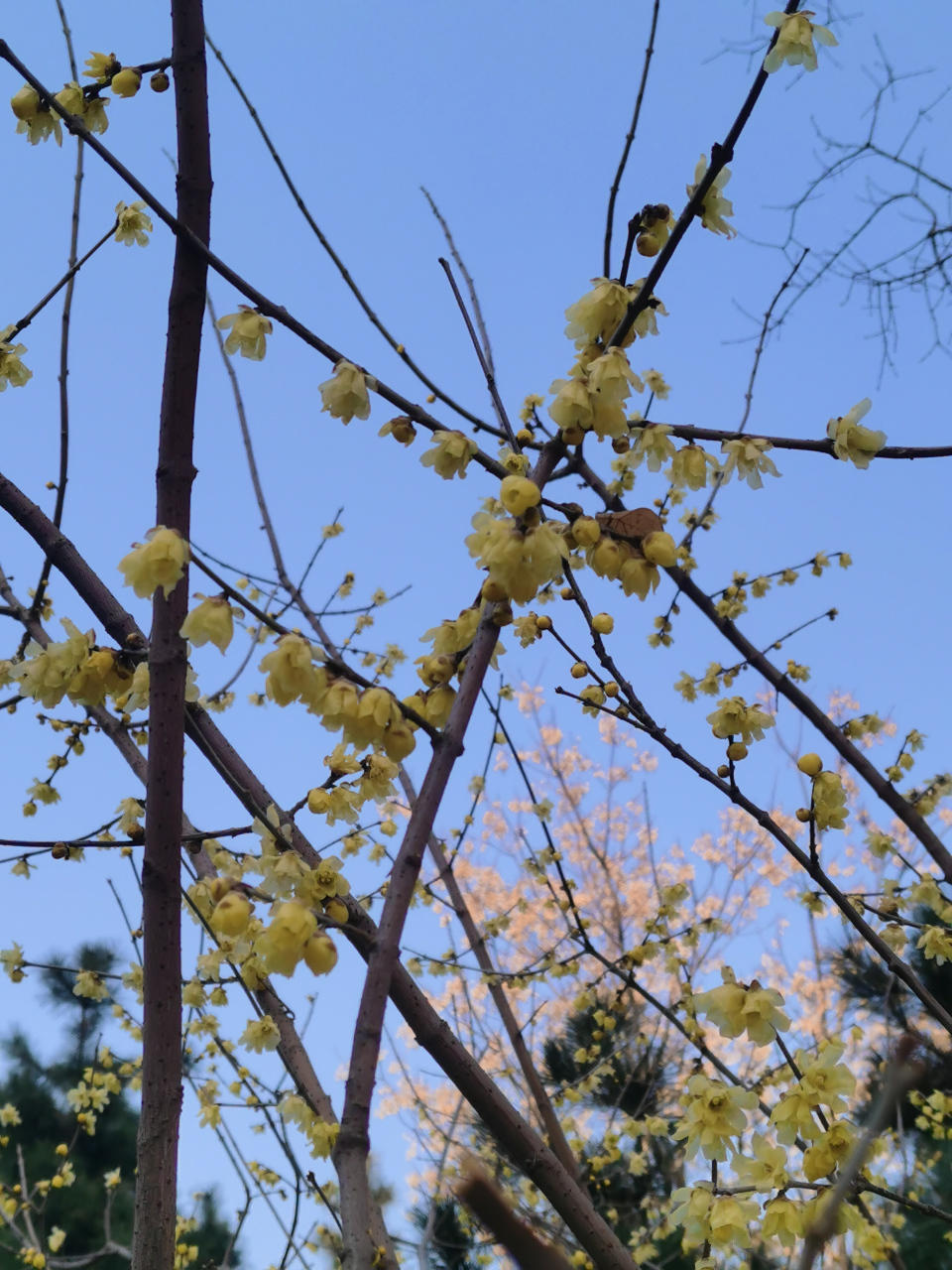 腊梅迎春 (拍摄于陕西渭南市朝阳公园)#记录我的城市吧# #平安吉祥过