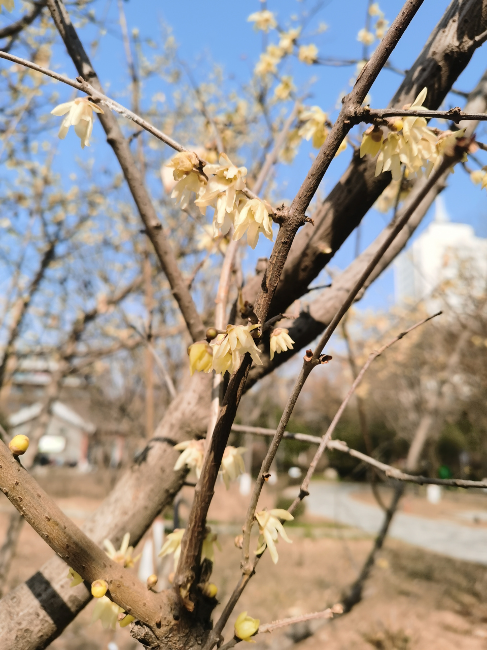 腊梅迎春 (拍摄于陕西渭南市朝阳公园)#记录我的城市吧# #平安吉祥过