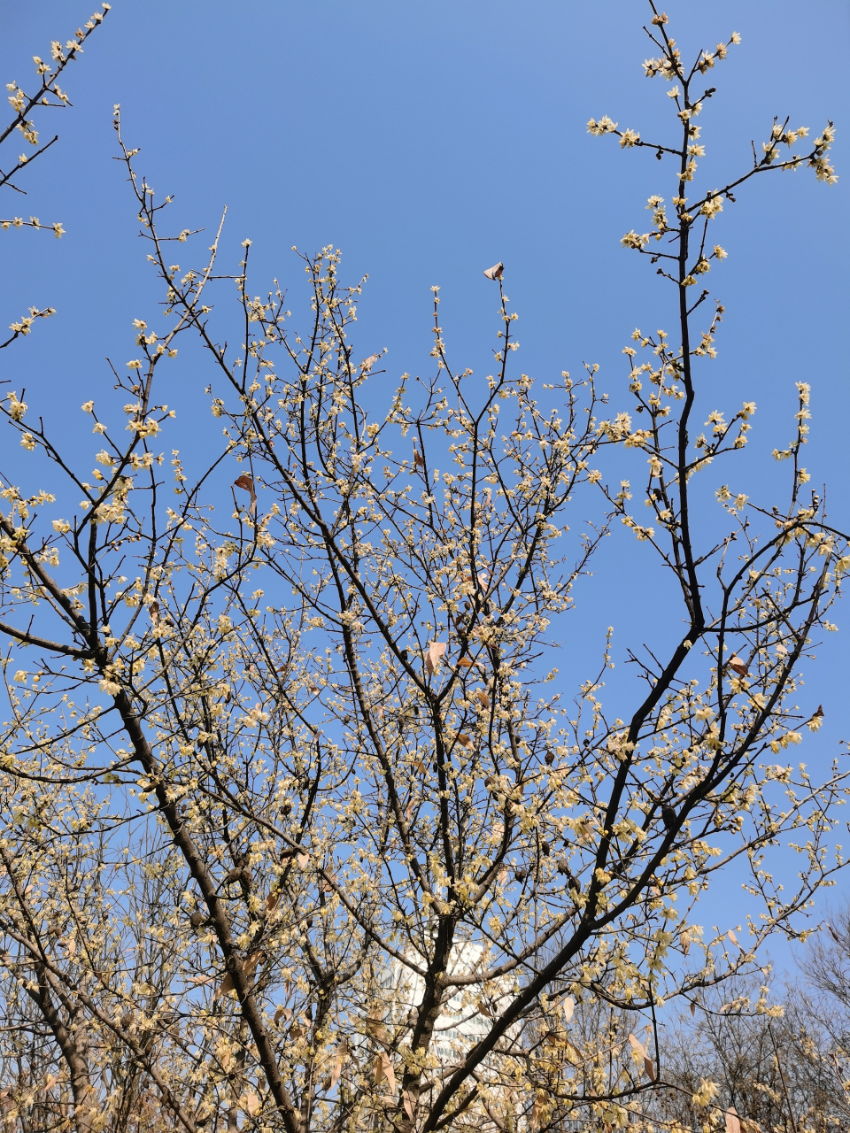 腊梅迎春 (拍摄于陕西渭南市朝阳公园)#记录我的城市吧# #平安吉祥过