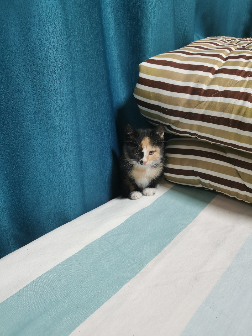 一声吼,把小猫咪吓的远远的躲在角落,瑟瑟发抖![嘻嘻][挤眼]