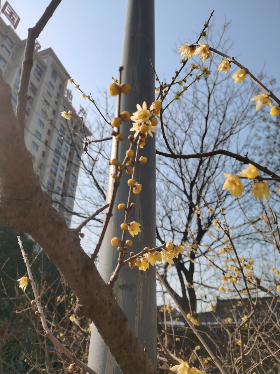 腊梅迎春 (拍摄于陕西渭南市朝阳公园)#记录我的城市吧# #平安吉祥过