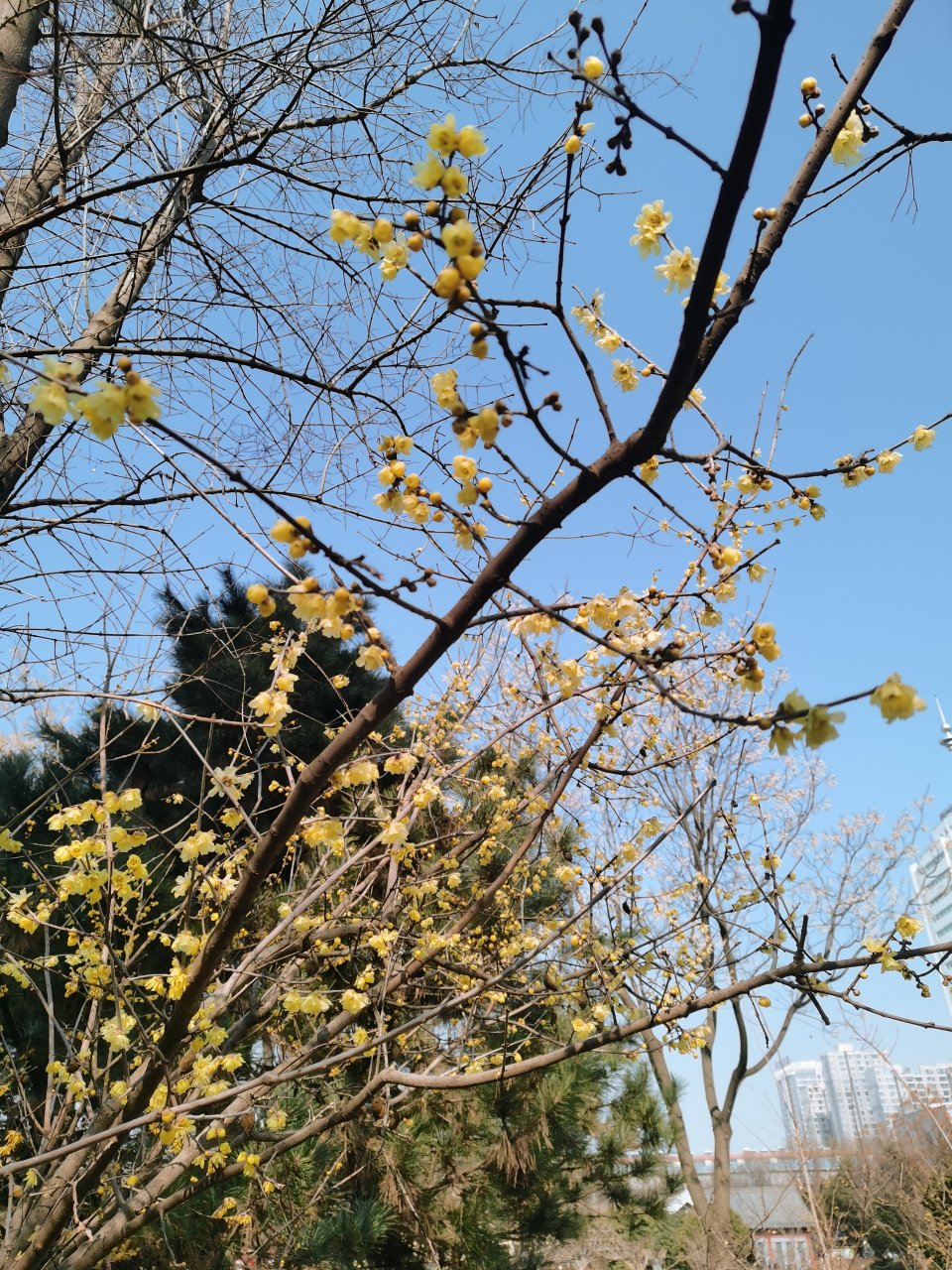 腊梅迎春 (拍摄于陕西渭南市朝阳公园)#记录我的城市吧# #平安吉祥过