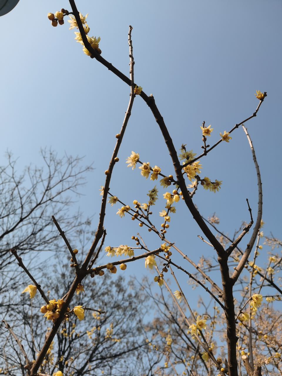 腊梅迎春 (拍摄于陕西渭南市朝阳公园)#记录我的城市吧# #平安吉祥过