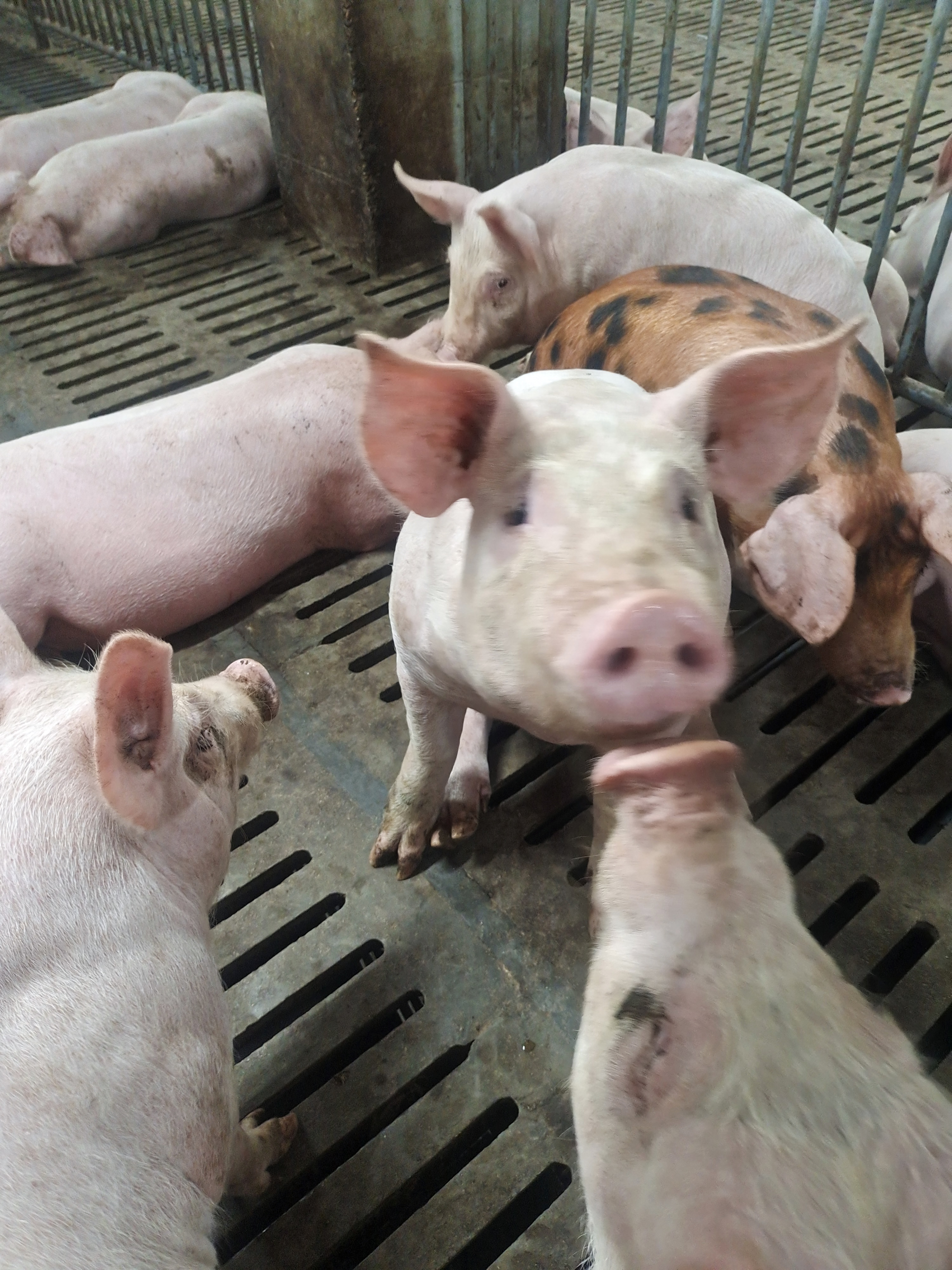 镜头下的小猪,好奇地窥探着这个世界,仿佛在说:"