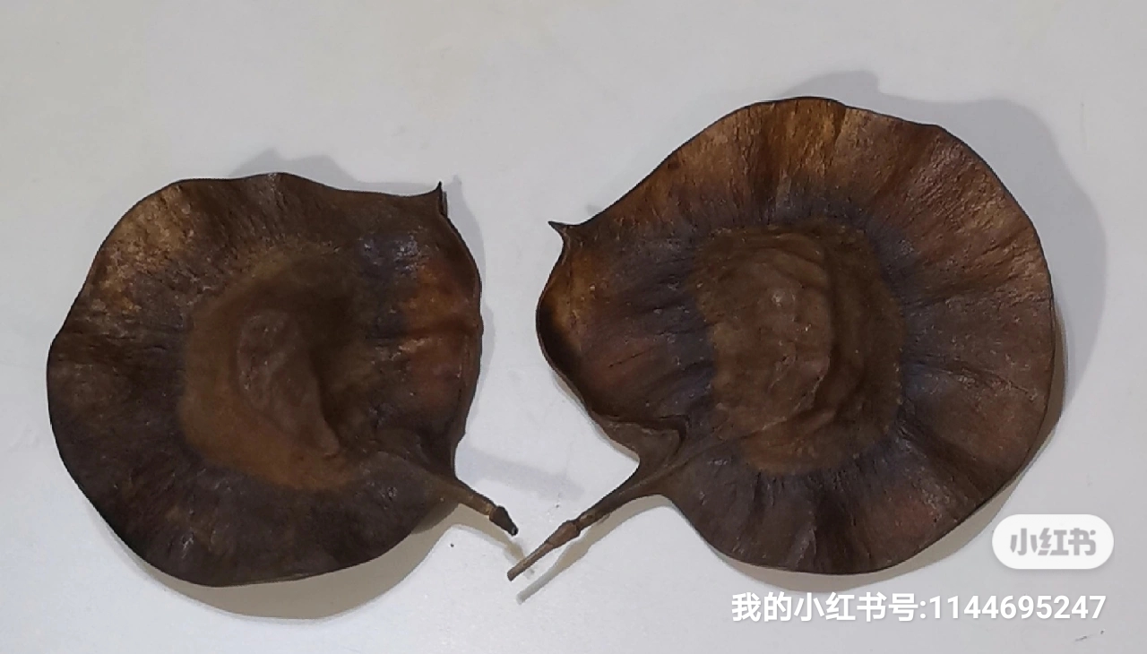 求种子,求种子是什么意思 求种子,求种子是什么意思