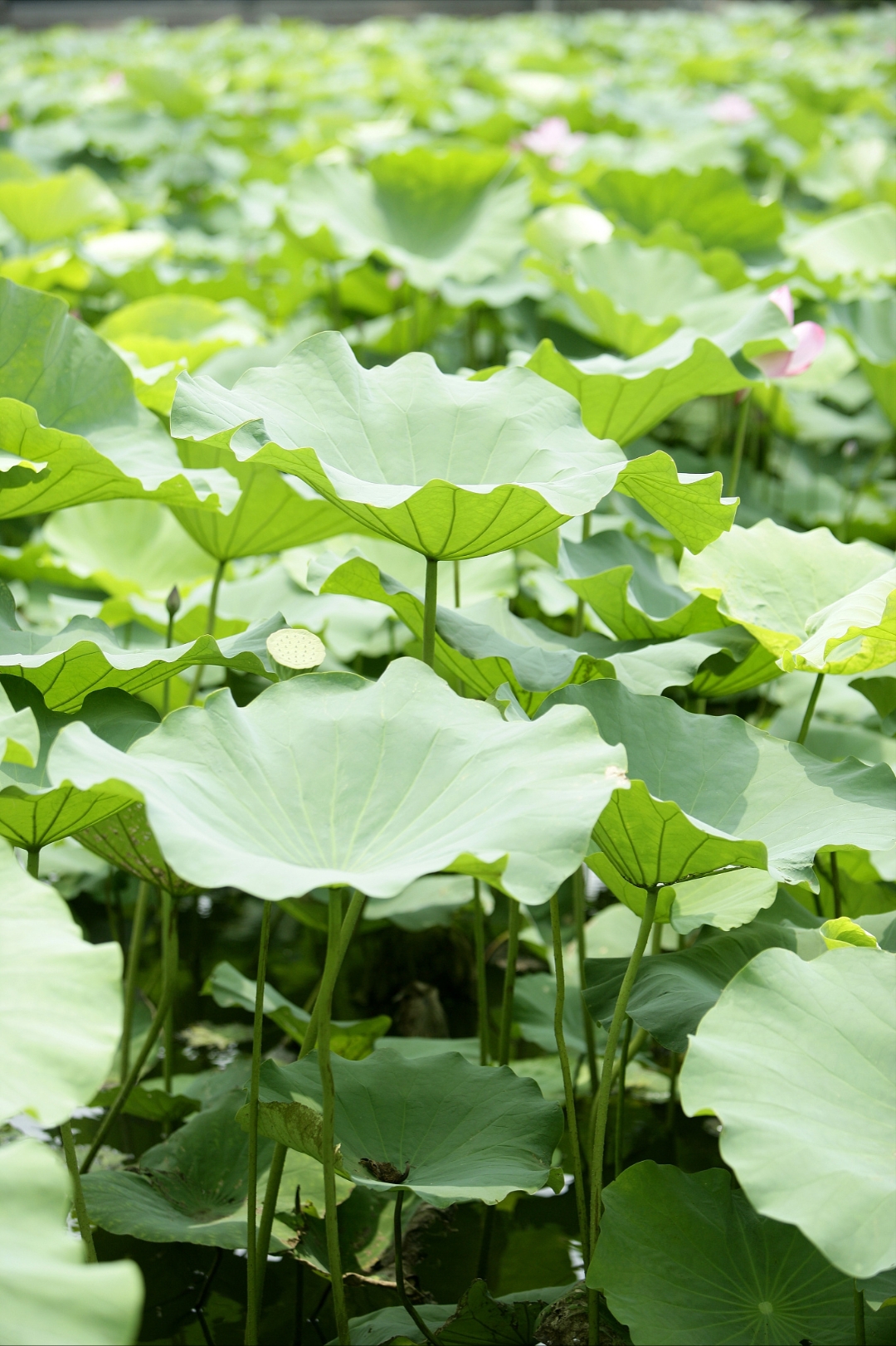 荷叶上露珠滚动#荷花# #夏日荷花# #大明湖畔荷花香# ,如珍珠般晶莹