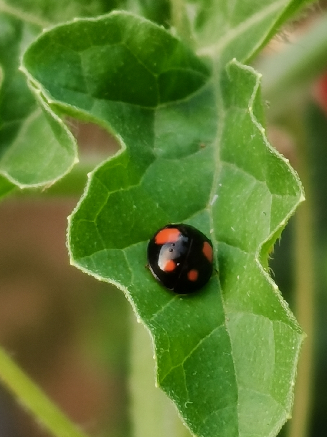 发现一只七星瓢虫.