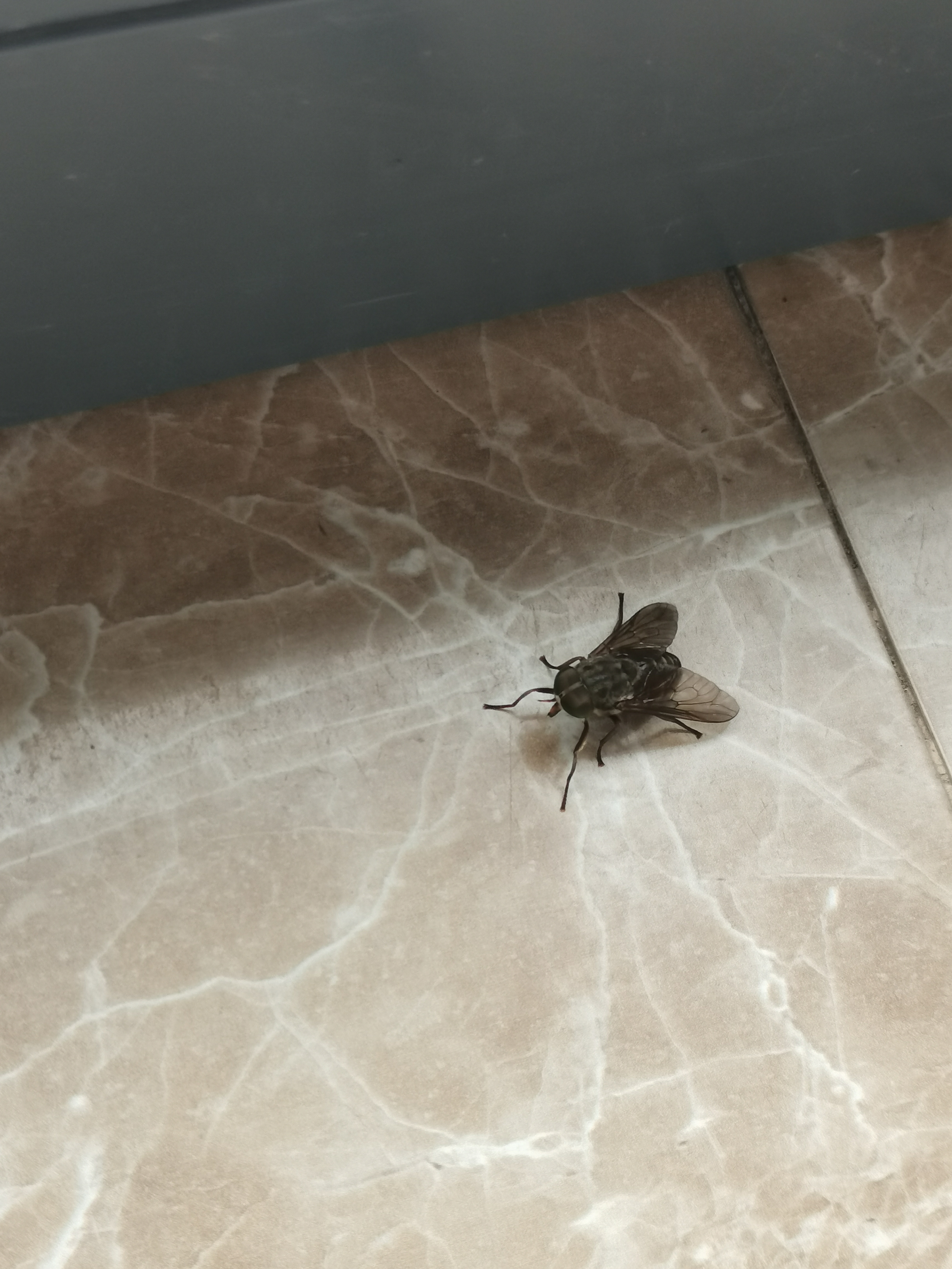 请问,这是什么苍蝇啊,背后有竖条纹有点像麻蝇,但是不确定,大小大于两