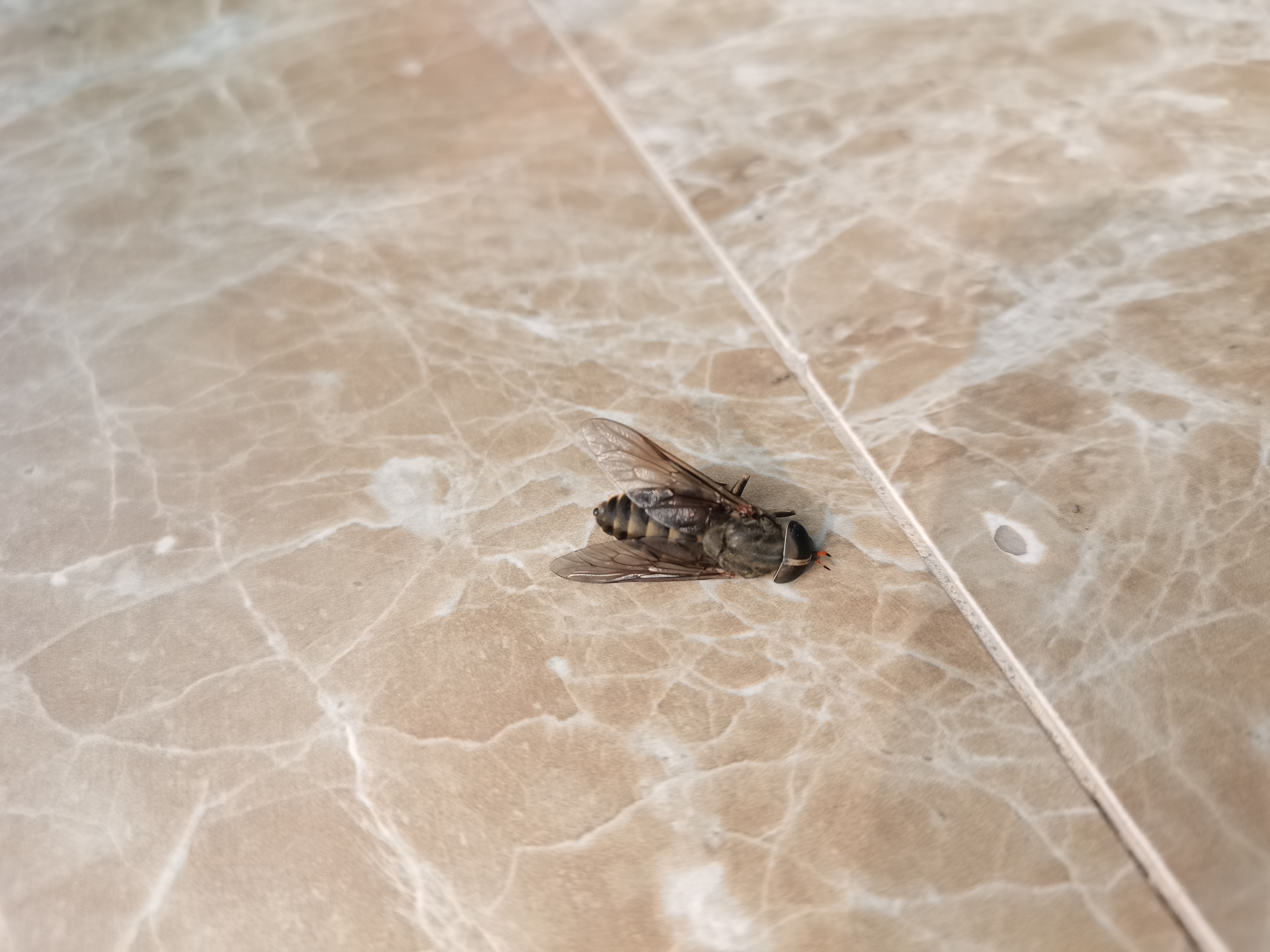 请问,这是什么苍蝇啊,背后有竖条纹有点像麻蝇,但是不确定,大小大于两