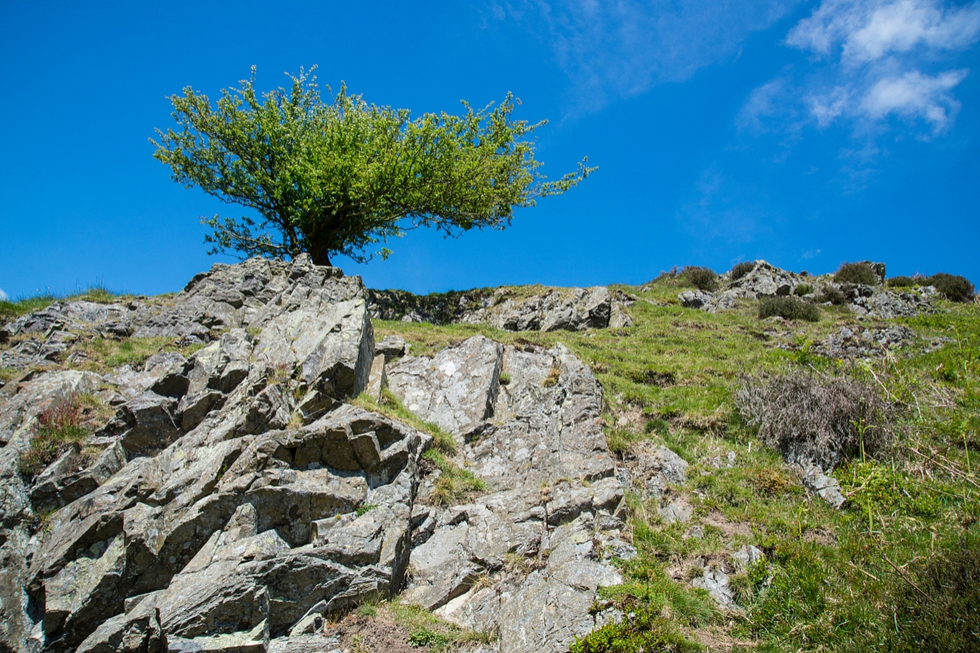 石头坡顶的那棵树,象征着生命的坚韧与顽强.