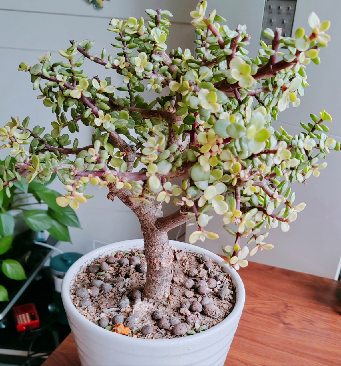 和花花草草一起跨年#养了四年的雅乐之舞,刚修剪了,不是太美观,到