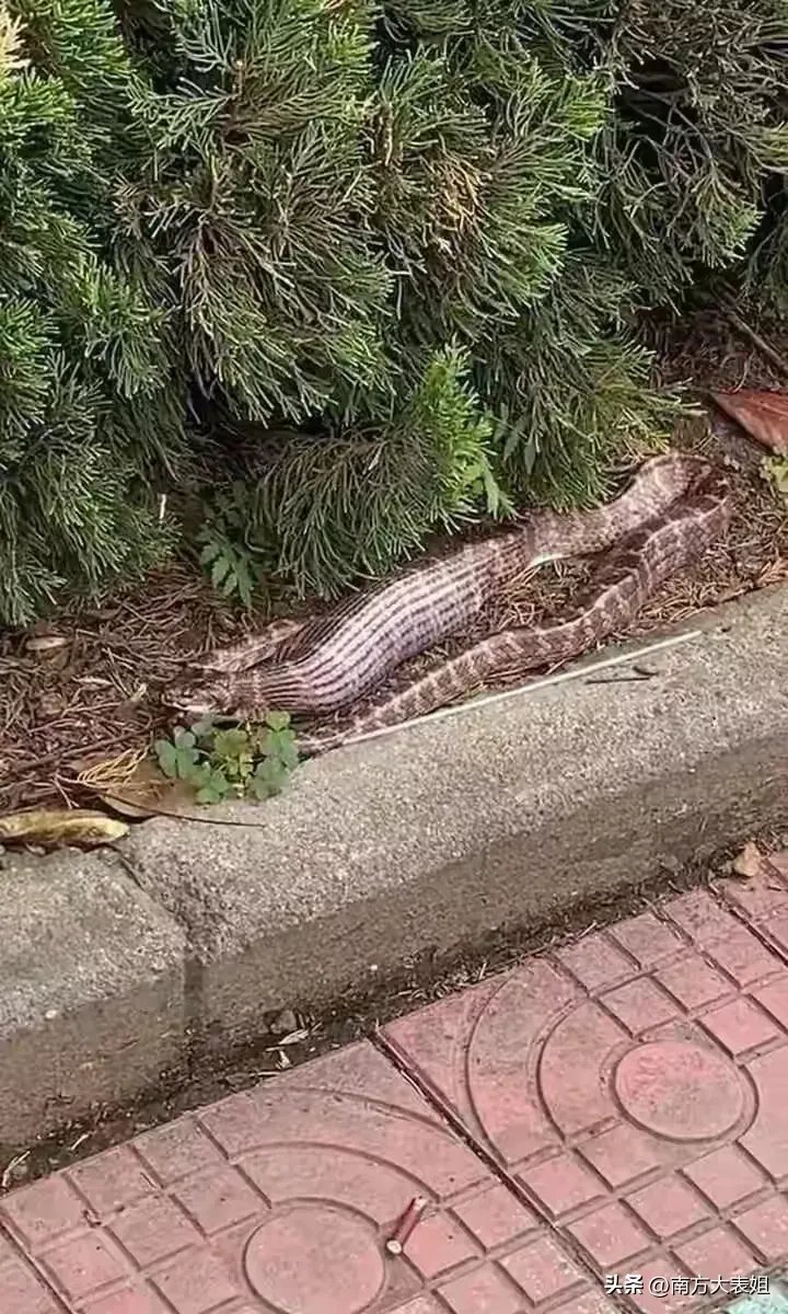 广东清远,有一位村民在回家路上,意外的发现路边有一条大蛇,这条大蛇