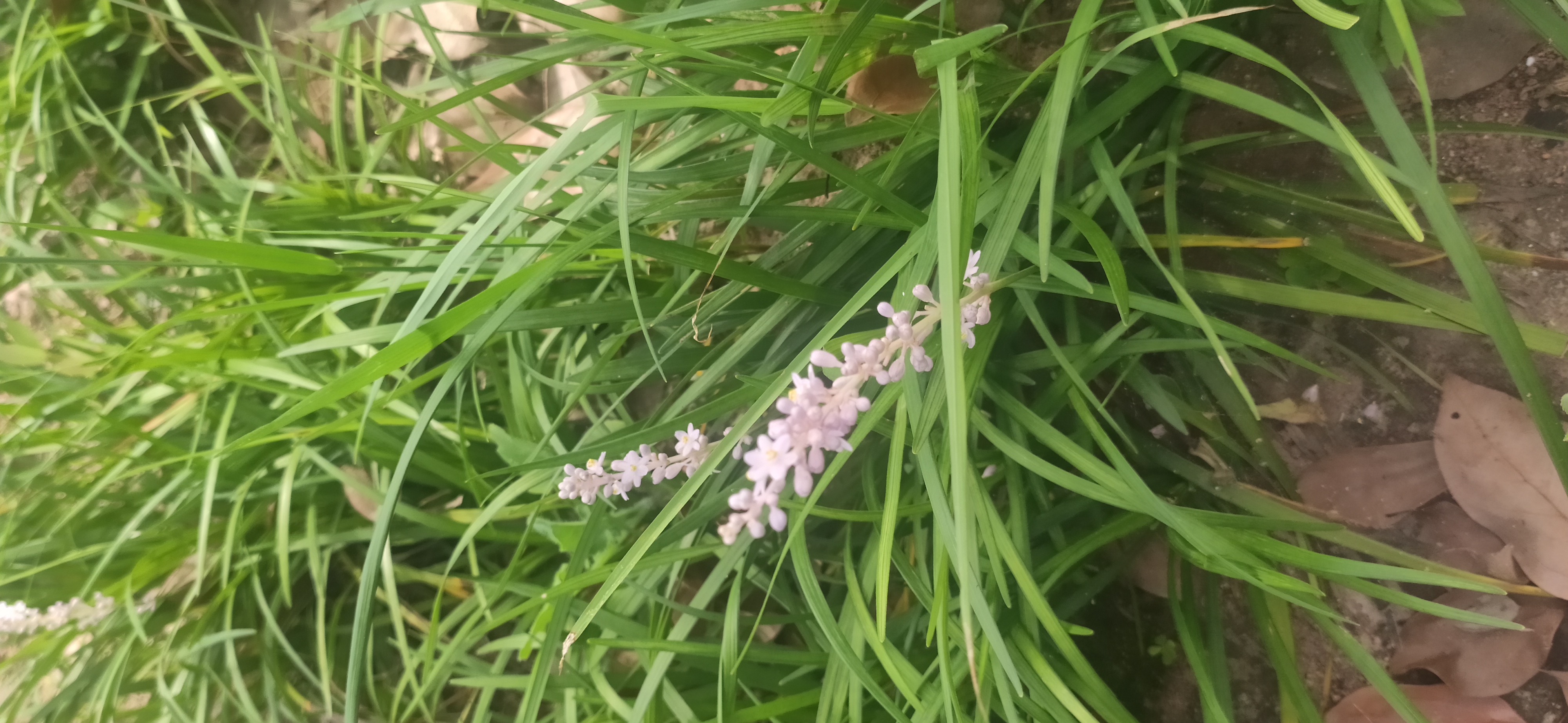 麦冬草开花图片图片