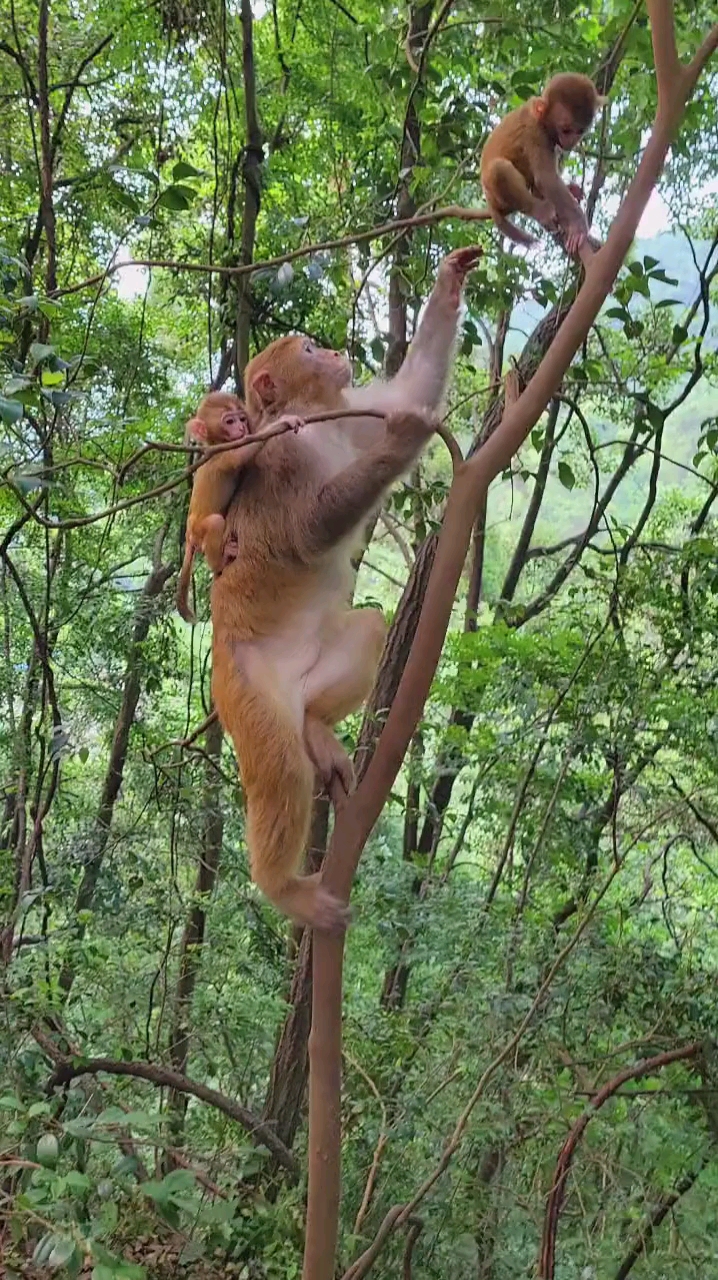 泸山猴子图片