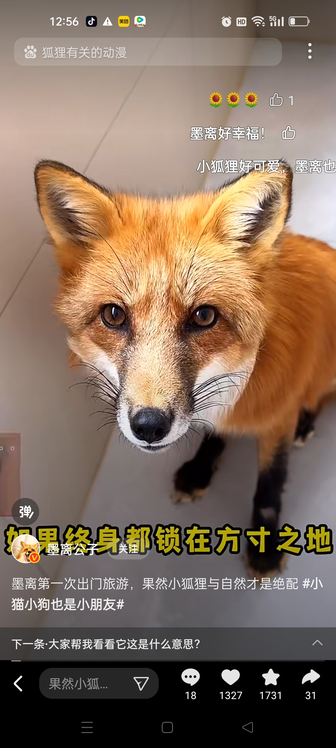 你们有谁养狐狸呀?