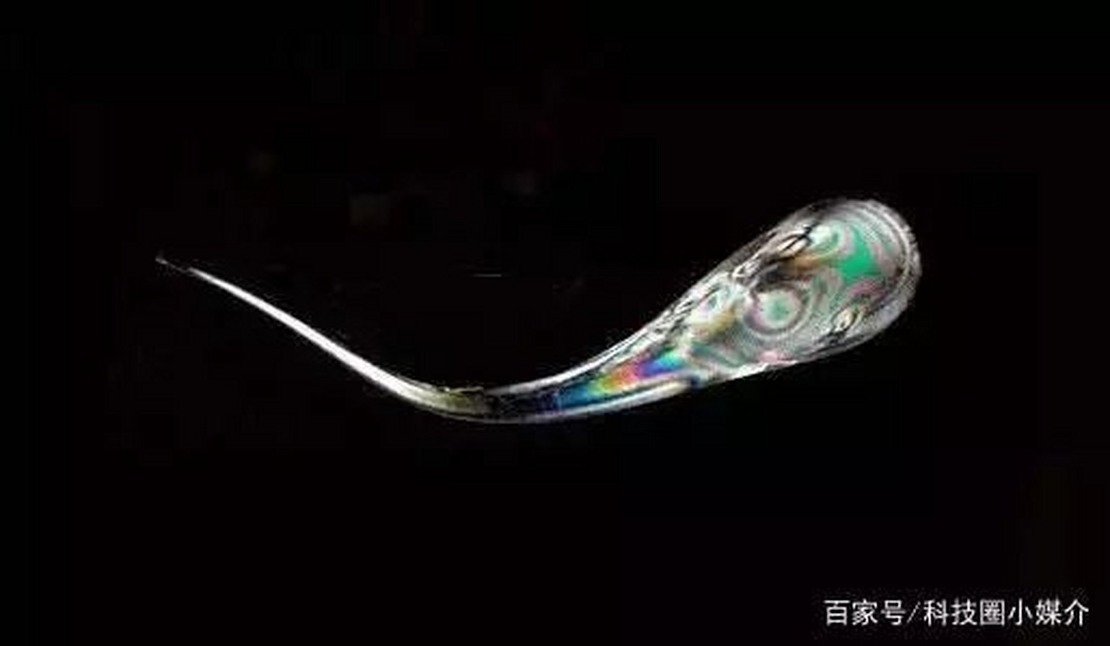 鲁伯特之泪