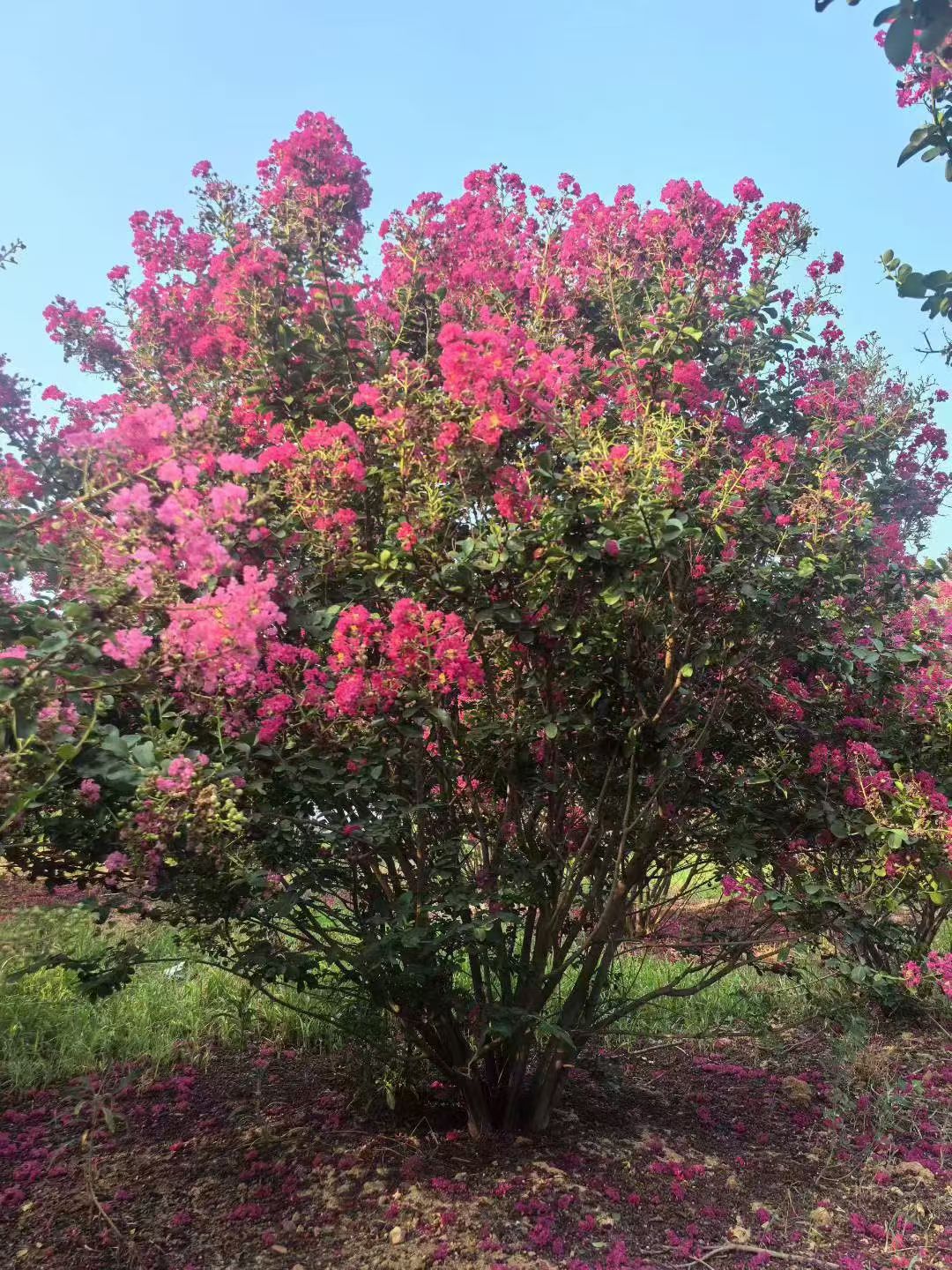 花色艳丽,花期长,适合庭院或园林绿化种植
