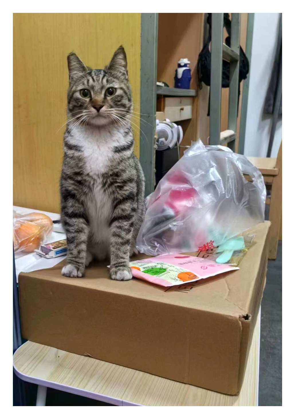 养猫就养狸花猫,一身正气,怎么看都好看!