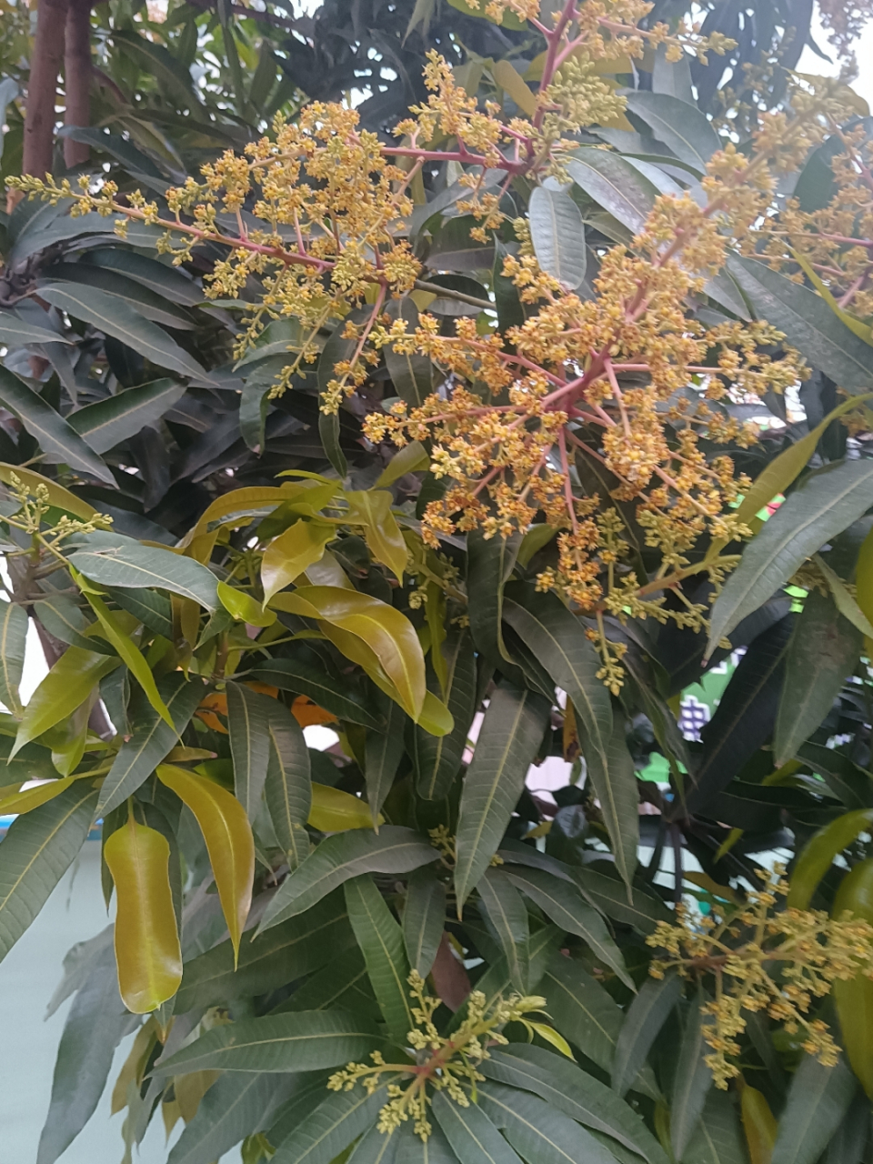 记录生活#广东这边三月初芒果花己经开满枝头,对于现在还是春寒料峭