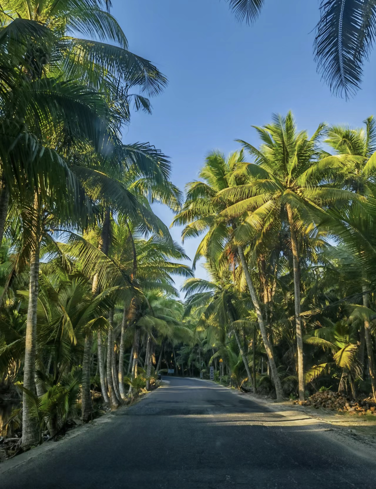 海南东郊椰林风景区图片