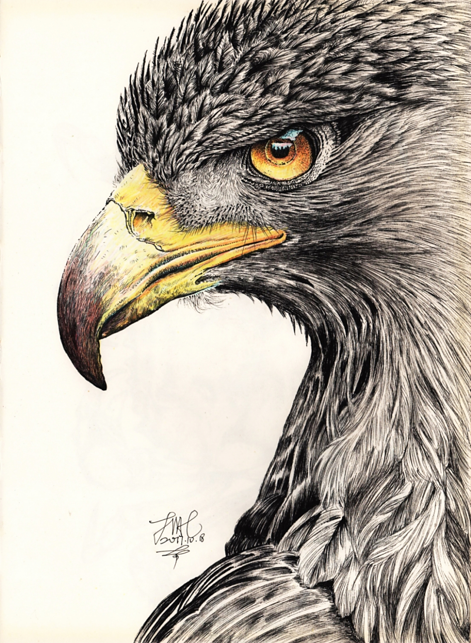 钢笔画 彩铅——鹰