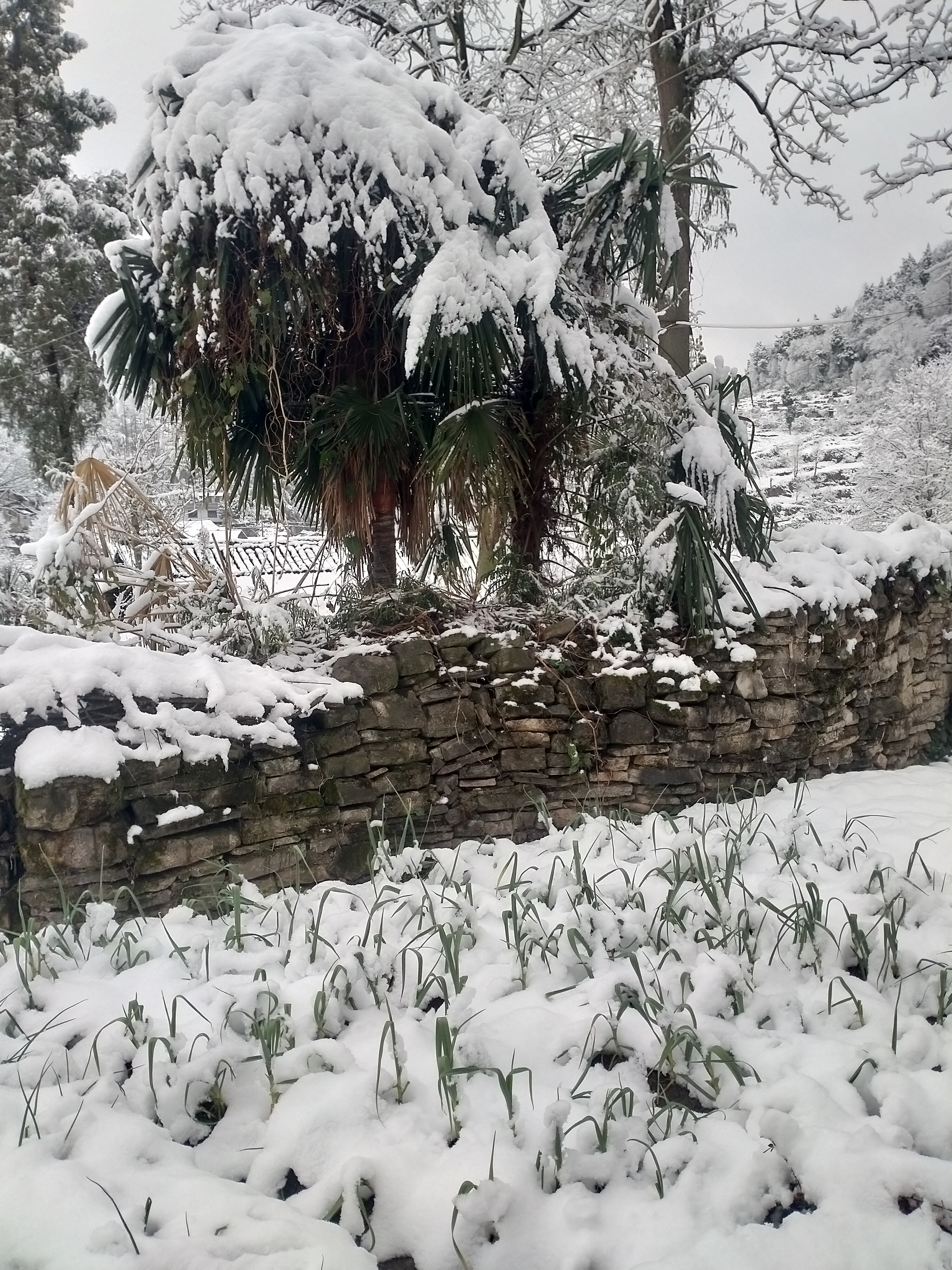 乡村小雪纷纷图片图片