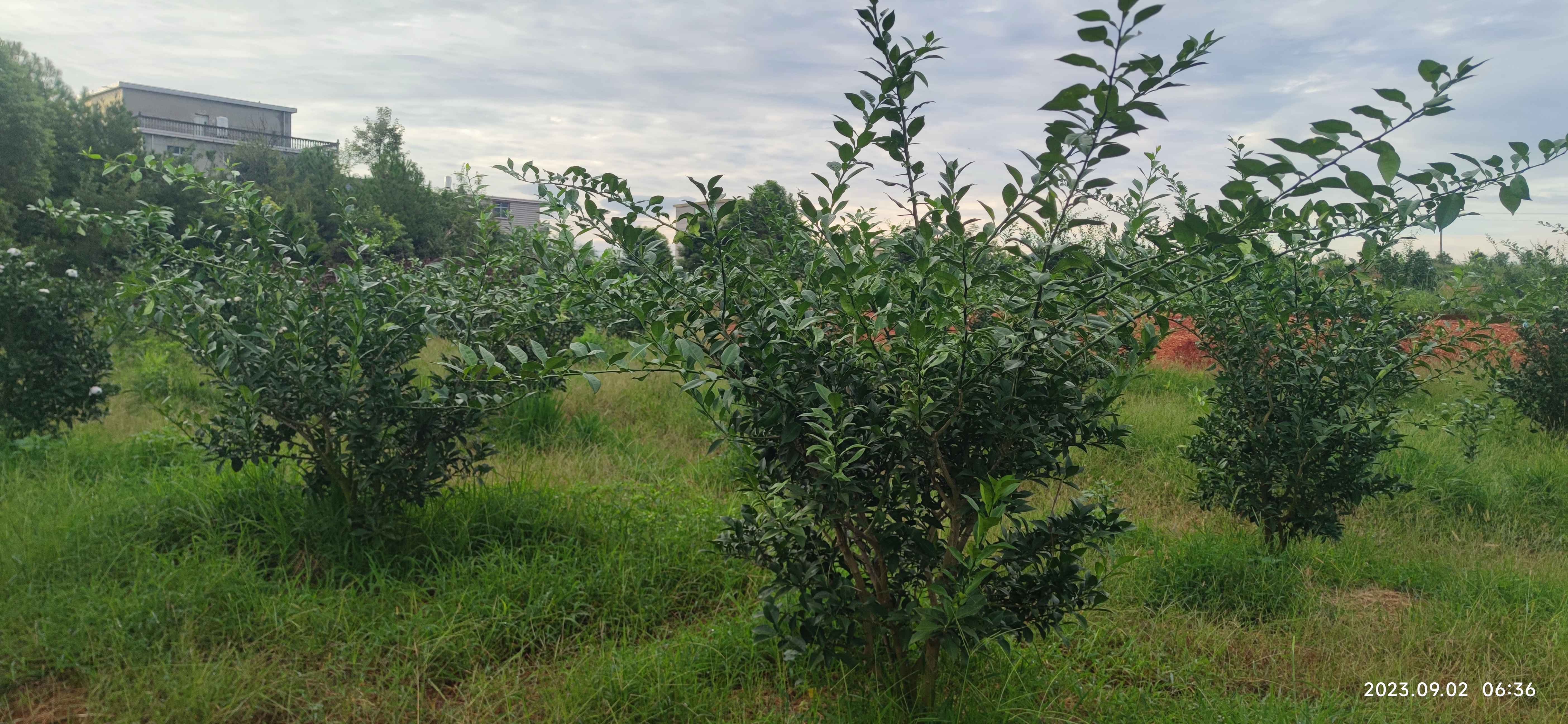 日本香柚种植基地图片