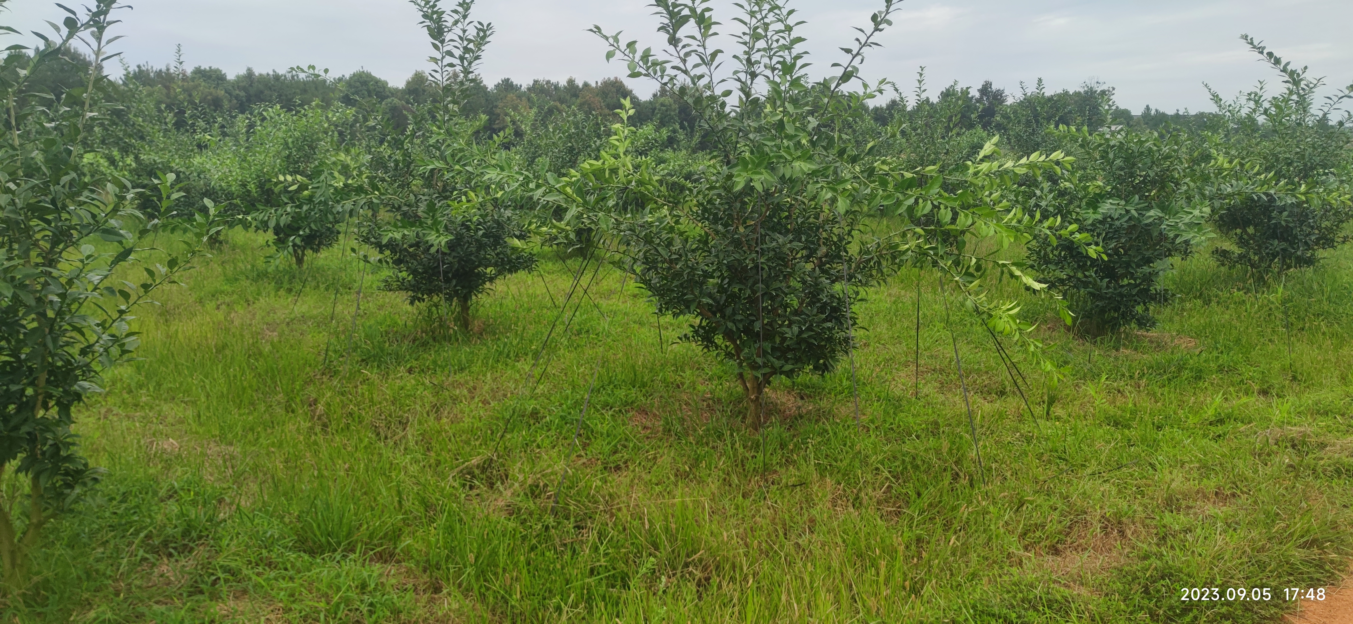 日本香柚种植基地图片